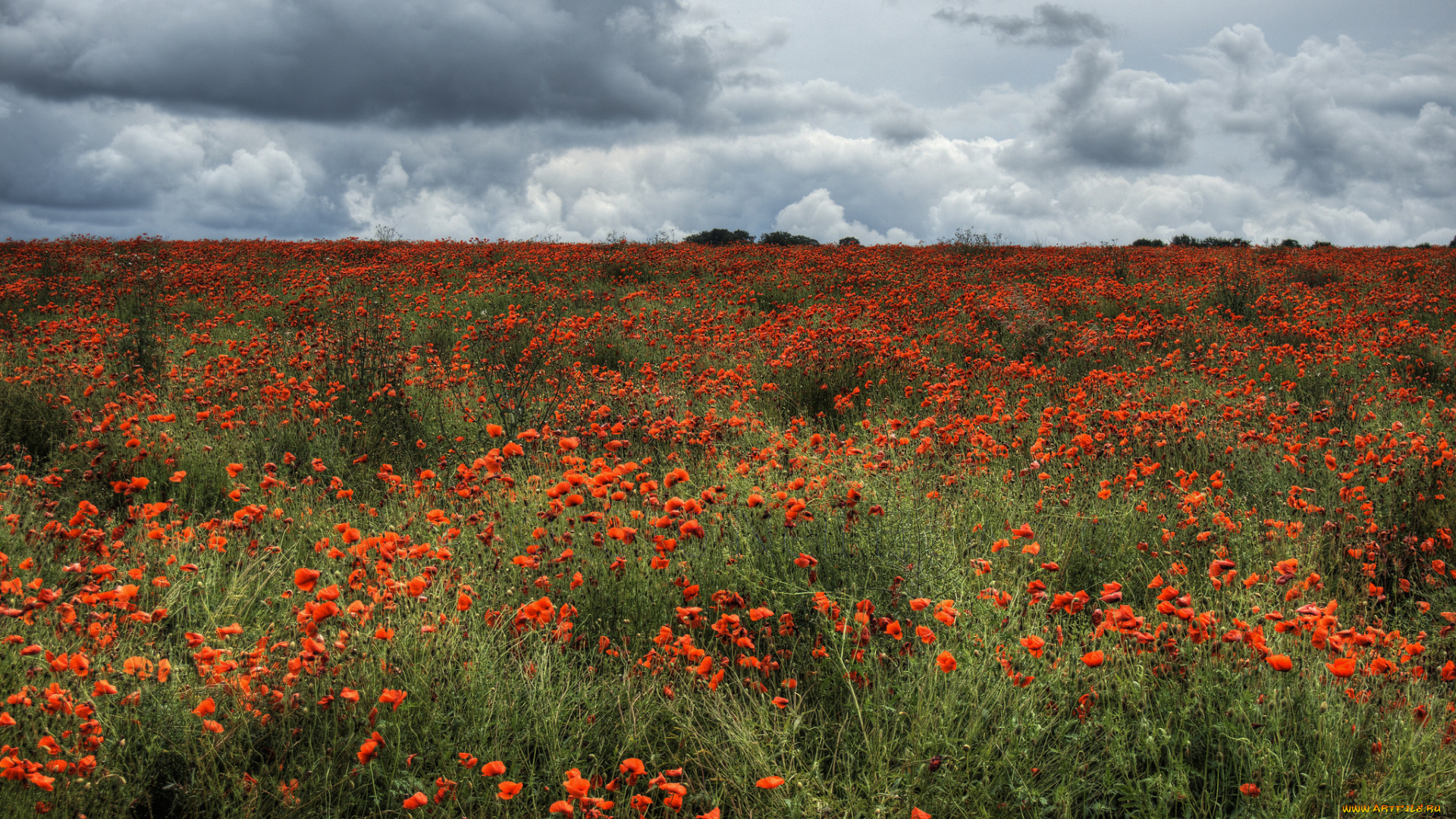 природа, луга, простор