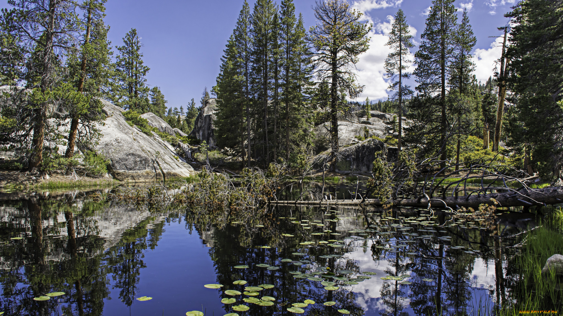 природа, реки, озера, лес, река