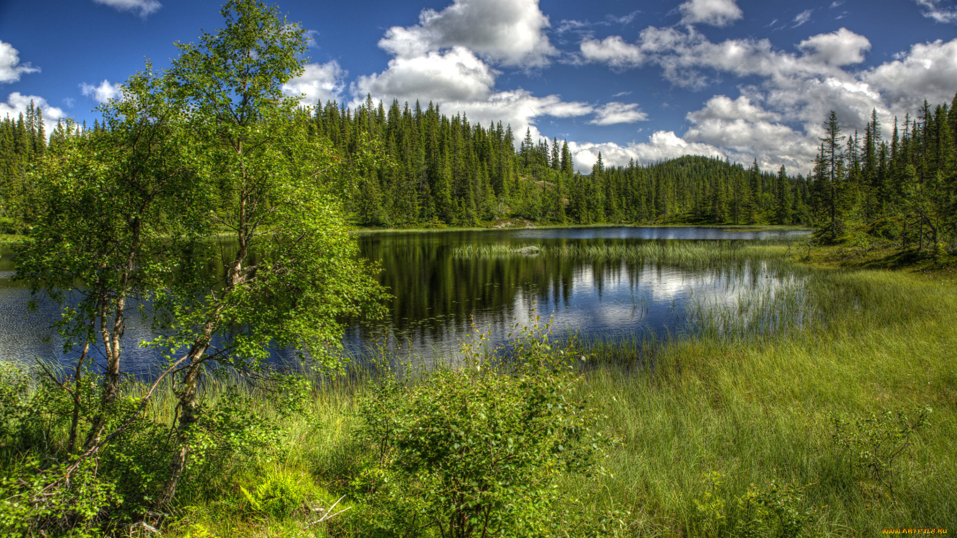 природа, реки, озера, река, лес