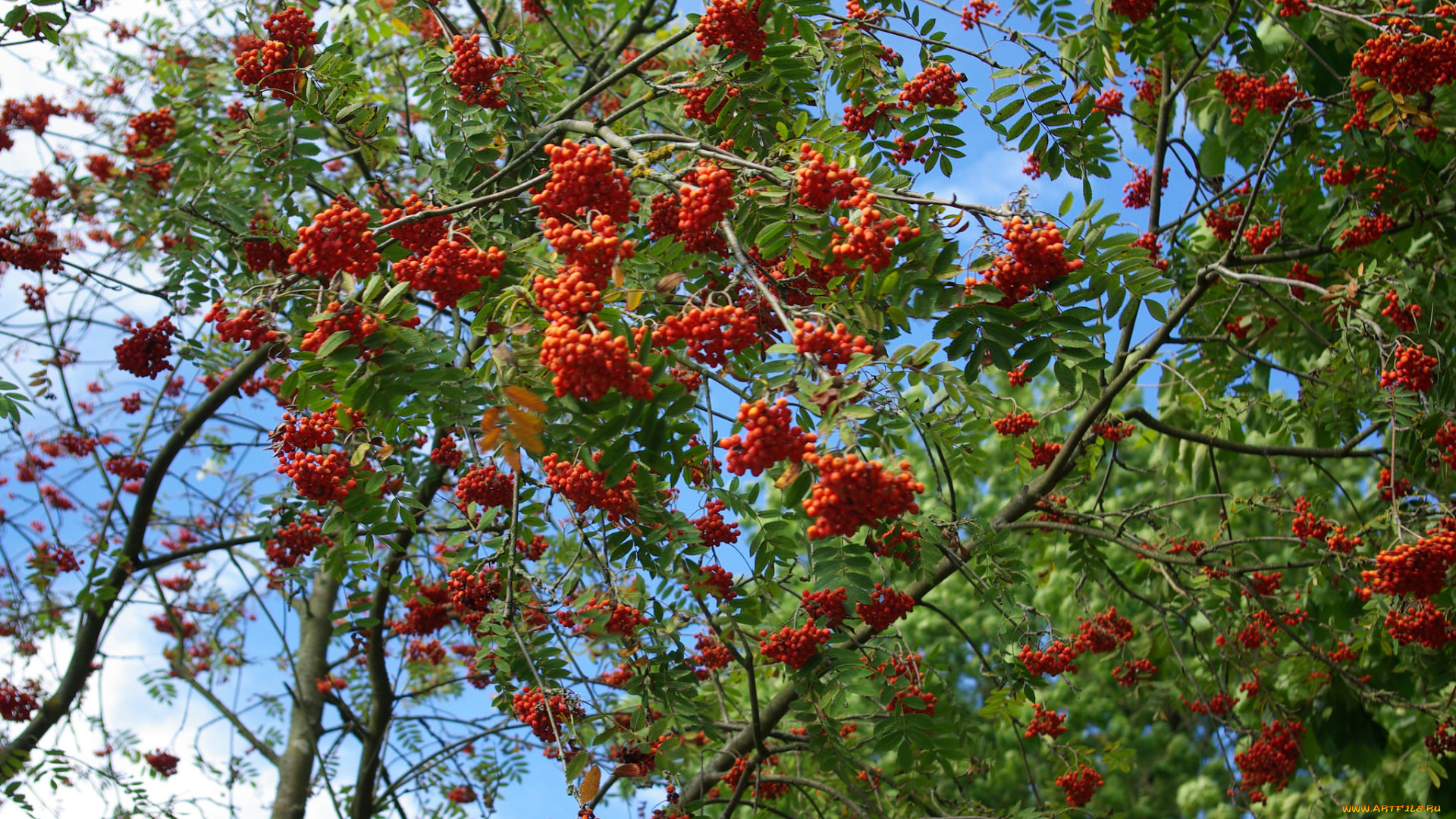 природа, Ягоды, , рябина, крона