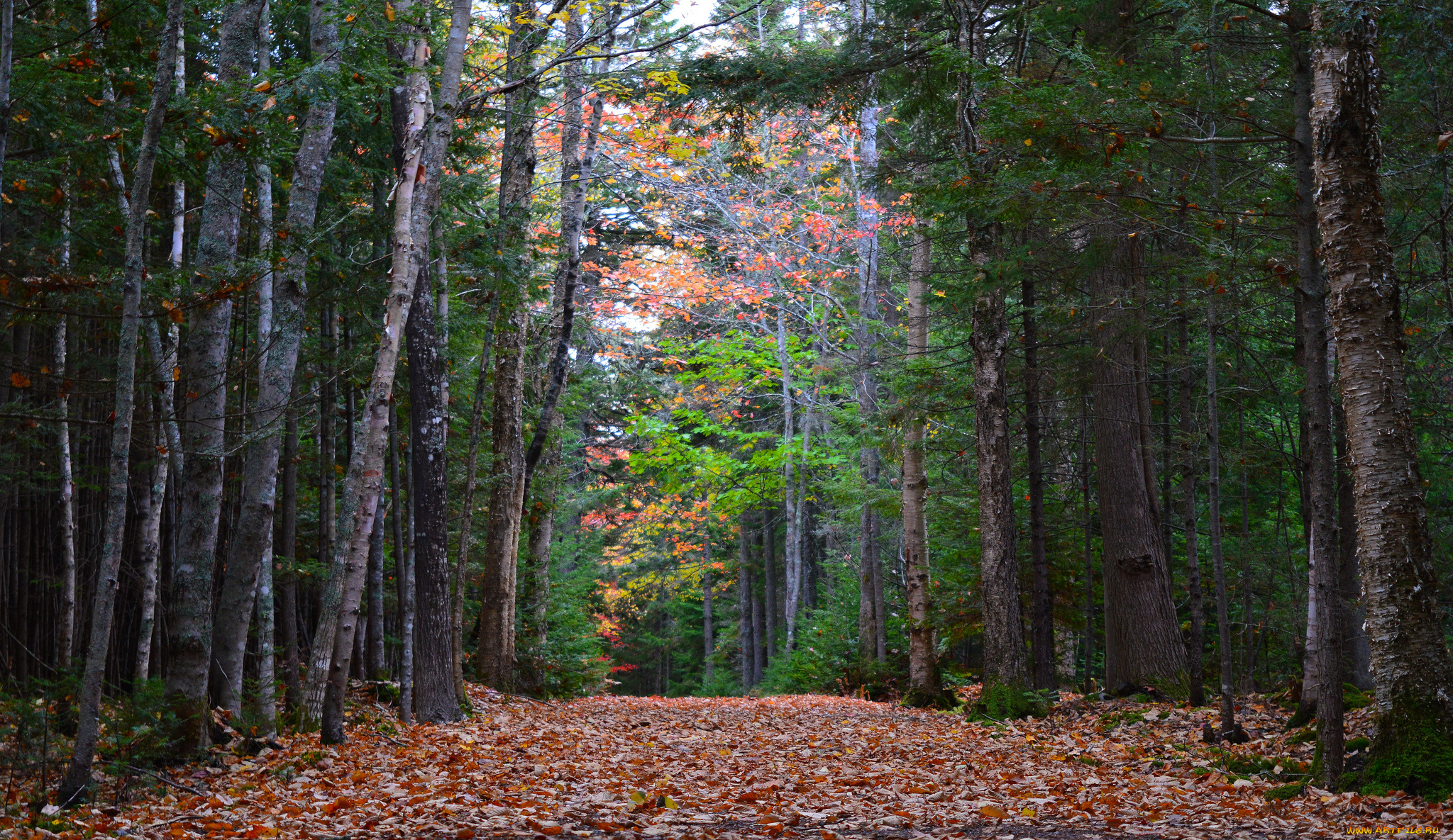 природа, лес, деревья
