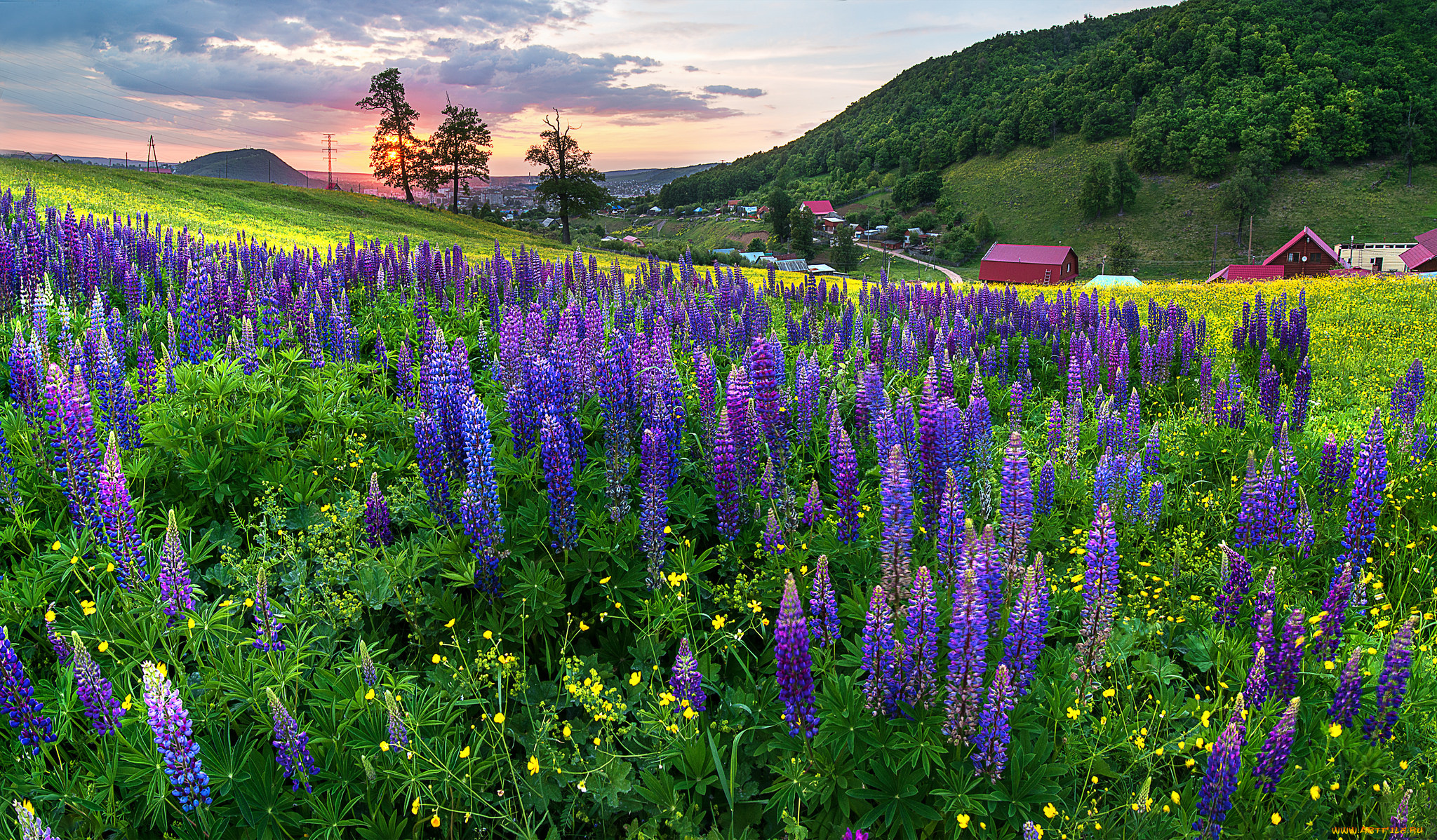 природа, луга, трава, цветы