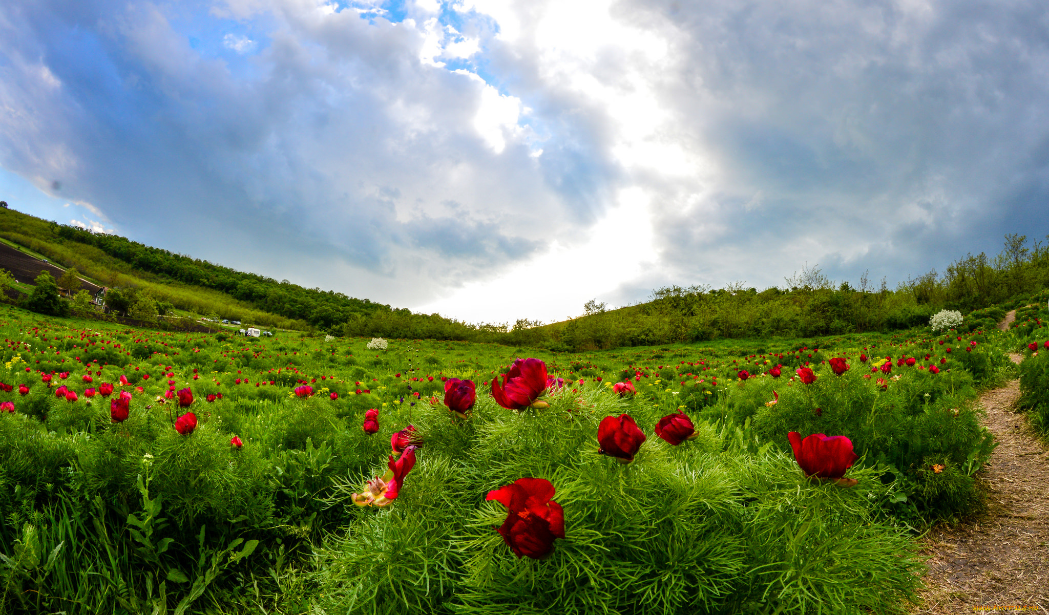 природа, луга, цветы, трава