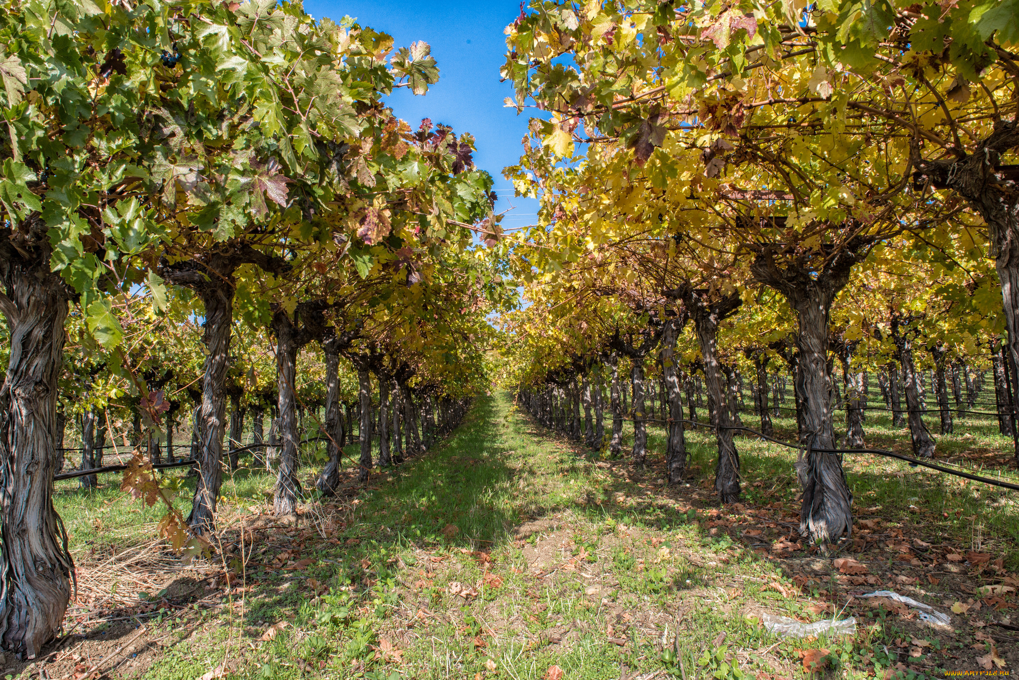 природа, деревья, сад