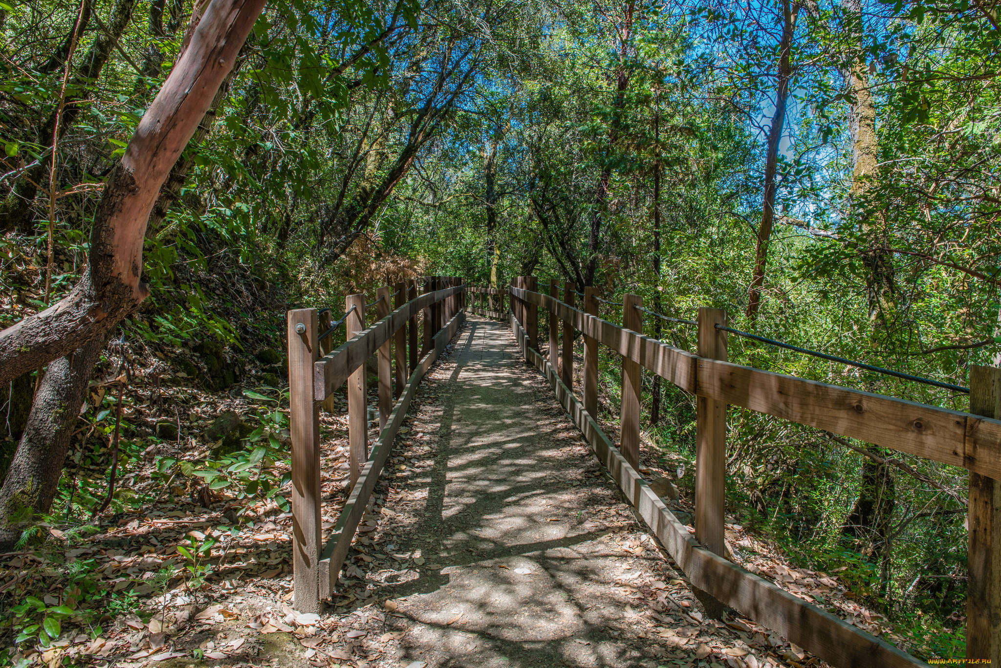 природа, дороги, мост