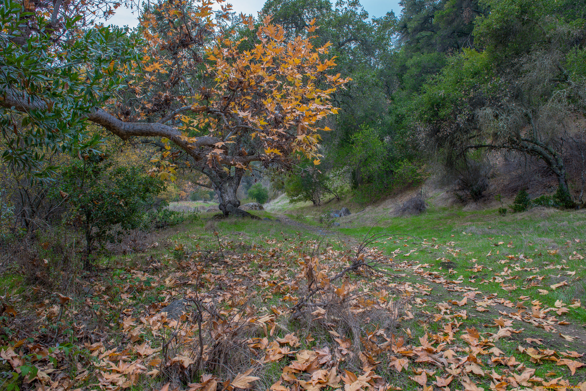 природа, лес, деревья