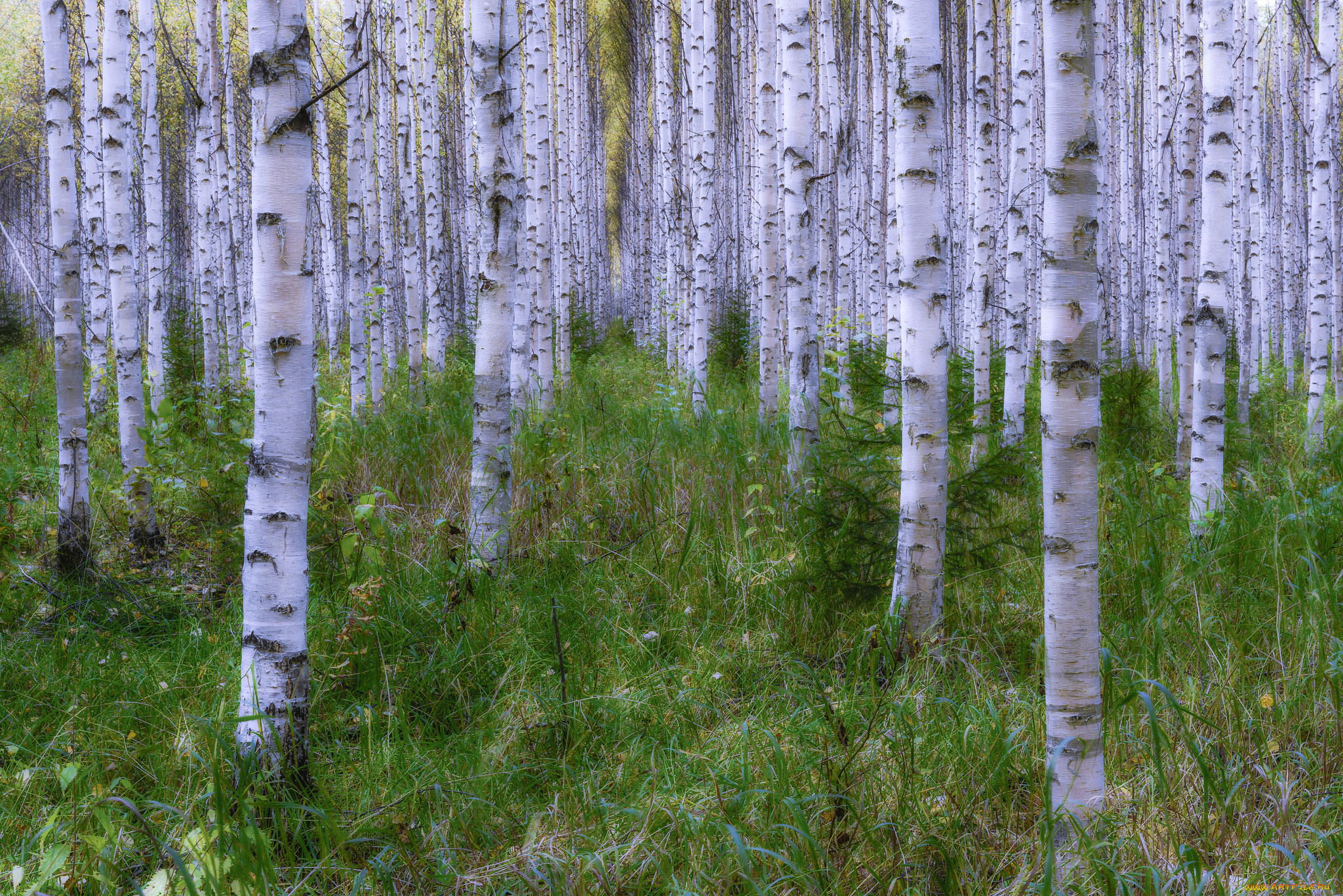 природа, лес, деревья