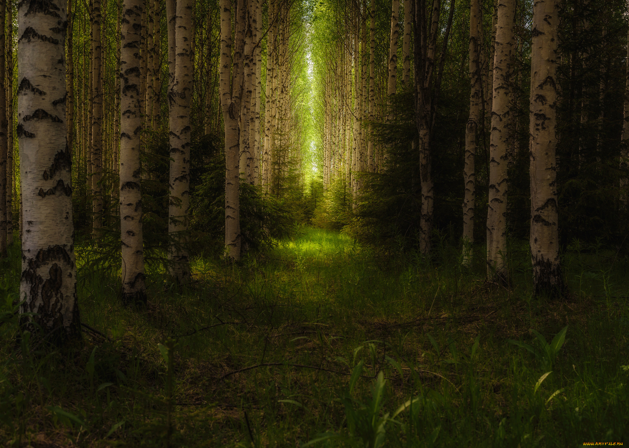 природа, лес, деревья