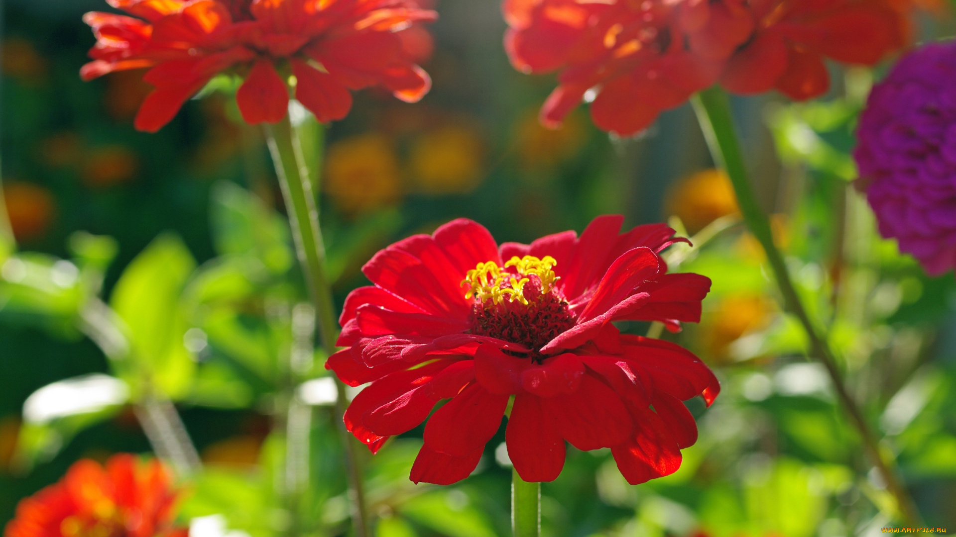 цветы, цинния, однолетники, лето, красота, красный, цвет, дача, август, позитив, цинии, флора, природа, растения