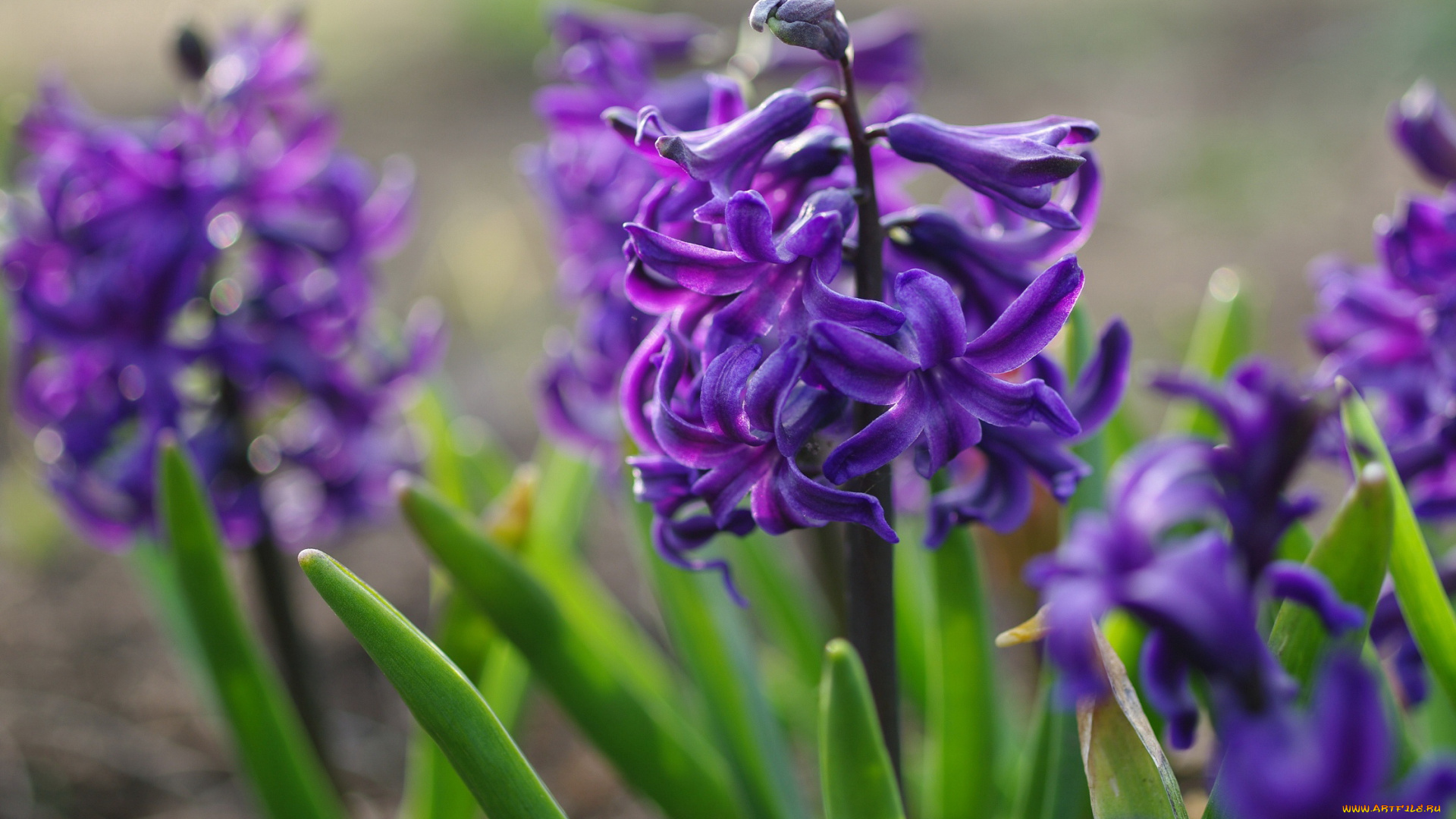цветы, гиацинты, макро, красота, дача, весна, май, первоцветы, растения, радость, природа, флора, фиолетовый, цвет