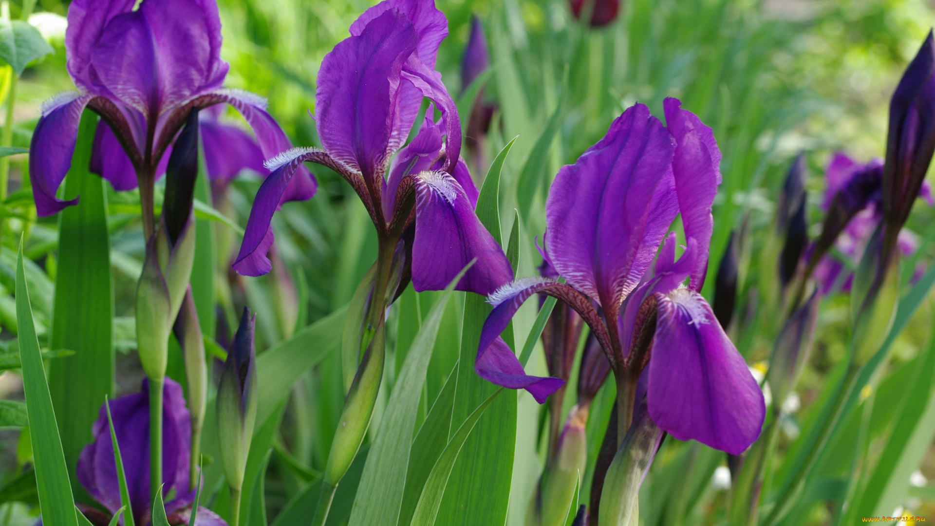 цветы, ирисы, май, красота, флора, фиолетовый, цвет, растения, природа