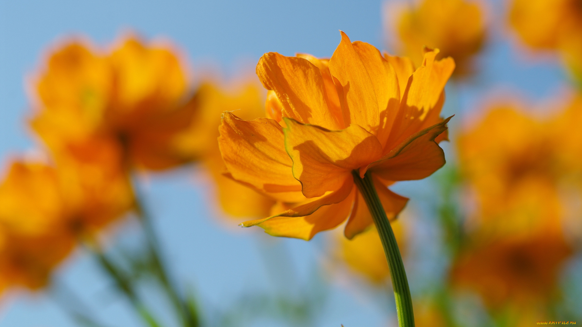 цветы, купальница, весна, дача, жарки, многолетники, флора, растения, природа, позитив, первоцветы, оранжевый, цвет, небо, май, красота, купальницы