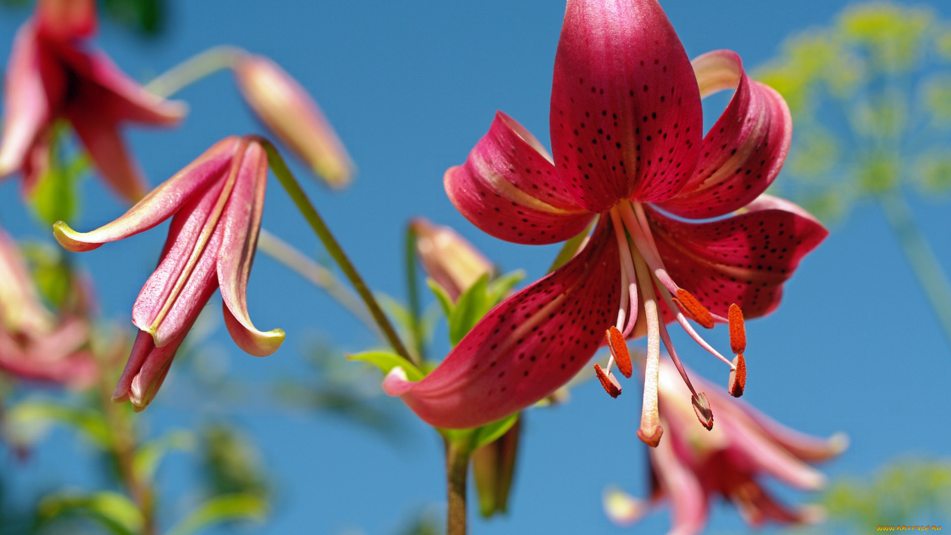 цветы, лилии, , лилейники, природа, пестики, небо, луковичные, лето, красота, красный, цвет, флора, июль, дача, тычинки, растения