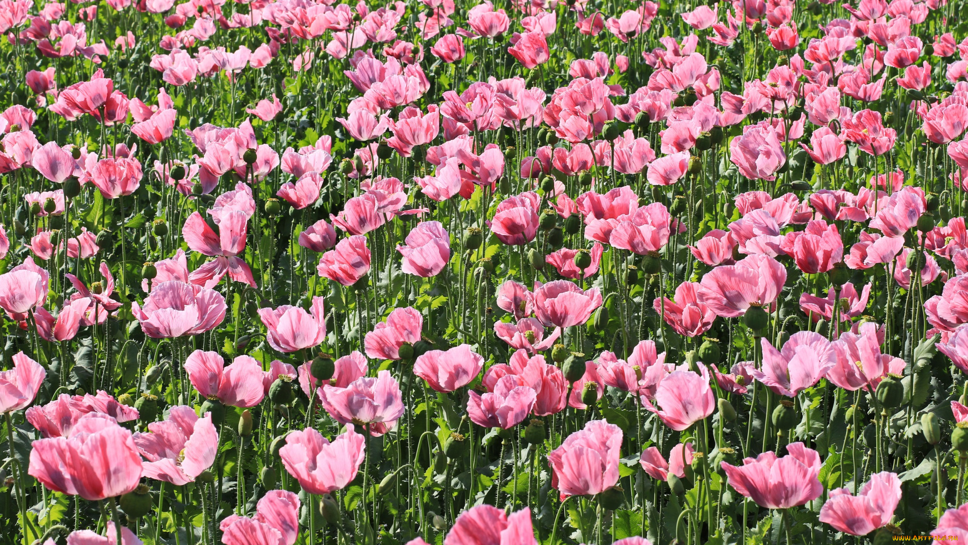 цветы, маки, растения, природа, простор, страны, саксония, розовый, цвет, ковёр, клипарт, июнь, настроение, мак, красота, краски, поле, опиум, открытка, пейзаж, флора, урожай