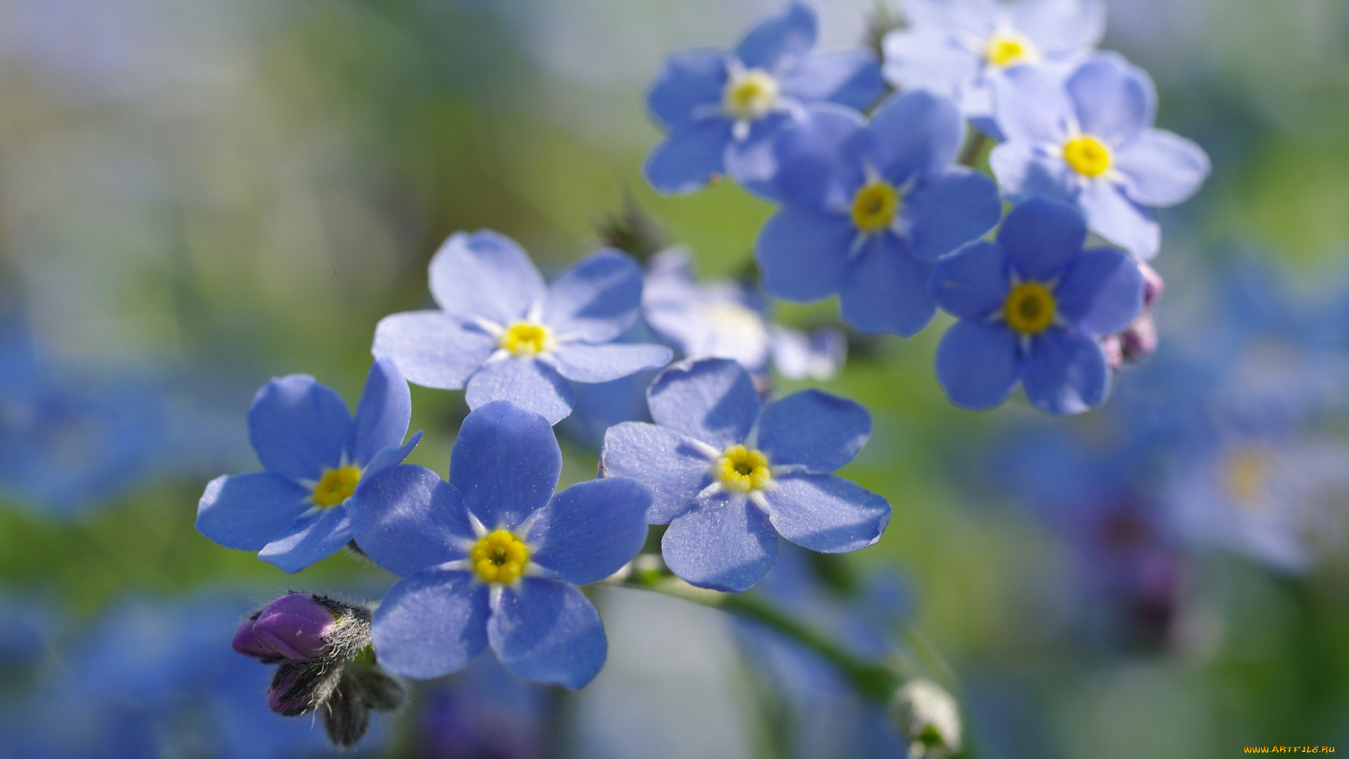 цветы, незабудки, флора, радость, природа, первоцветы, нежность, макро, май, красота, дача, голубой, цвет, весна