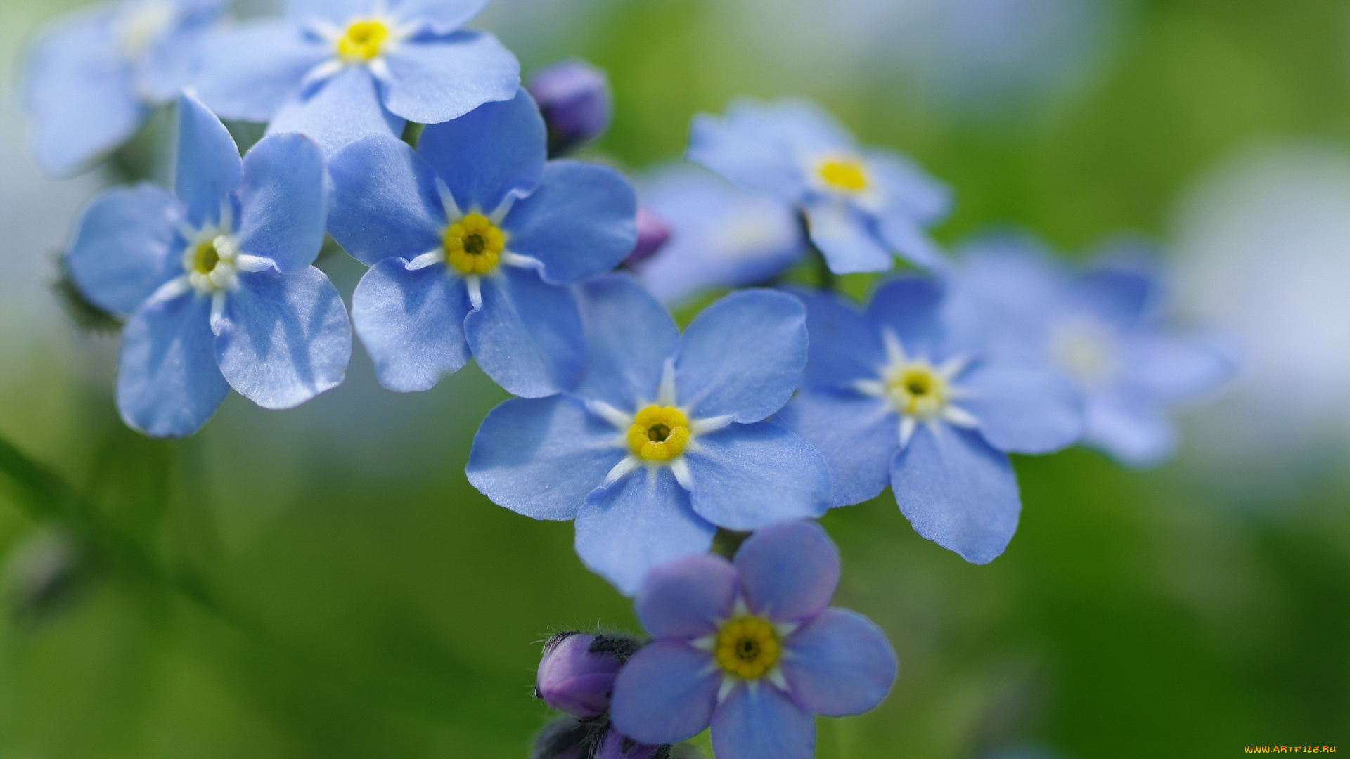 цветы, незабудки, природа, нежность, первоцветы, макро, флора, радость, дача, май, красота, голубой, цвет, весна