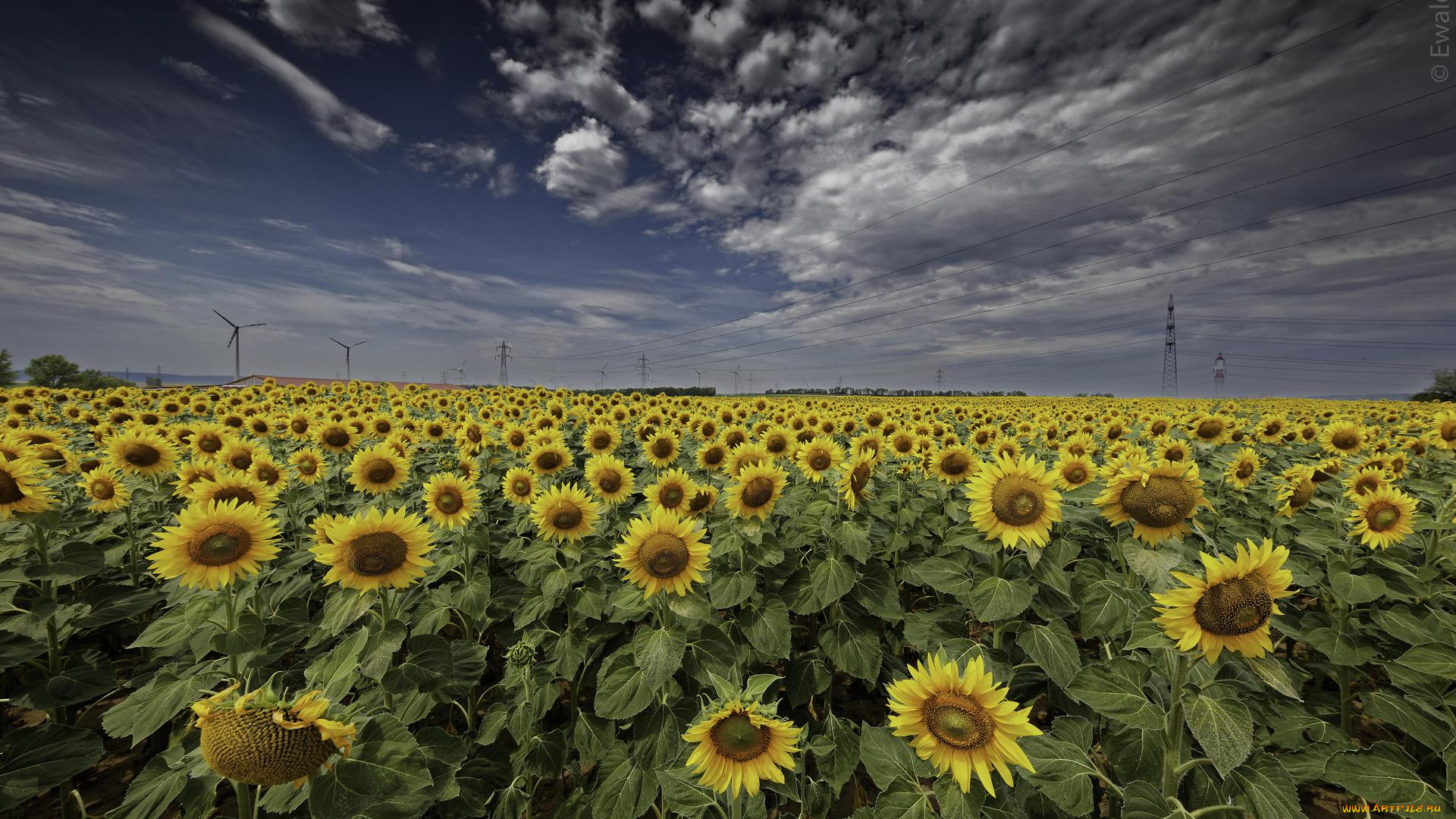 цветы, подсолнухи, поле, флора, закат