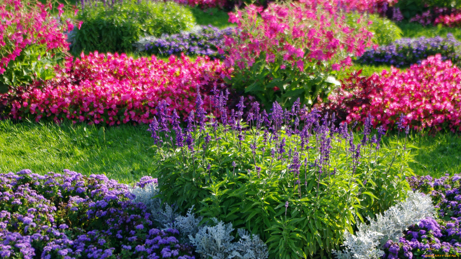 цветы, разные, вместе, санкт-петербург, сад, россия, прогулка, природа, питер, петергоф, красота, клумба