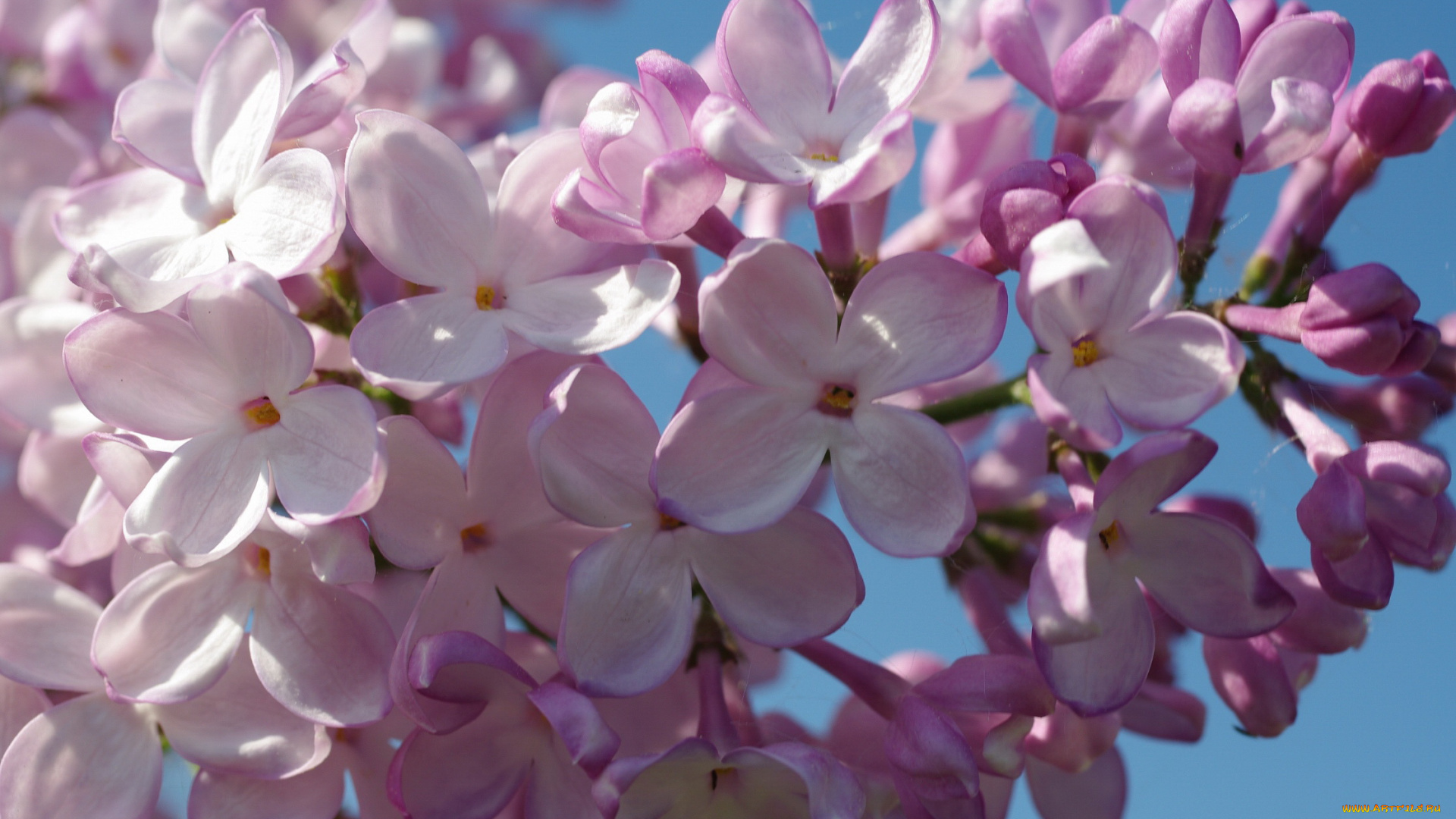 цветы, сирень, соцветия, сиреневый, цвет, декоративные, кустарники, ветка, красота, настроение, макро, май, радость, небо