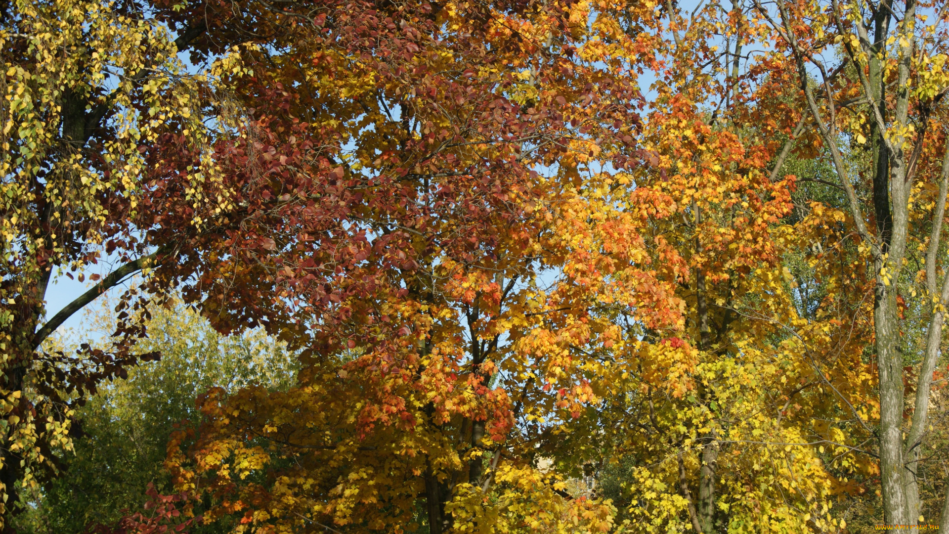 природа, деревья, небо, листья, осень