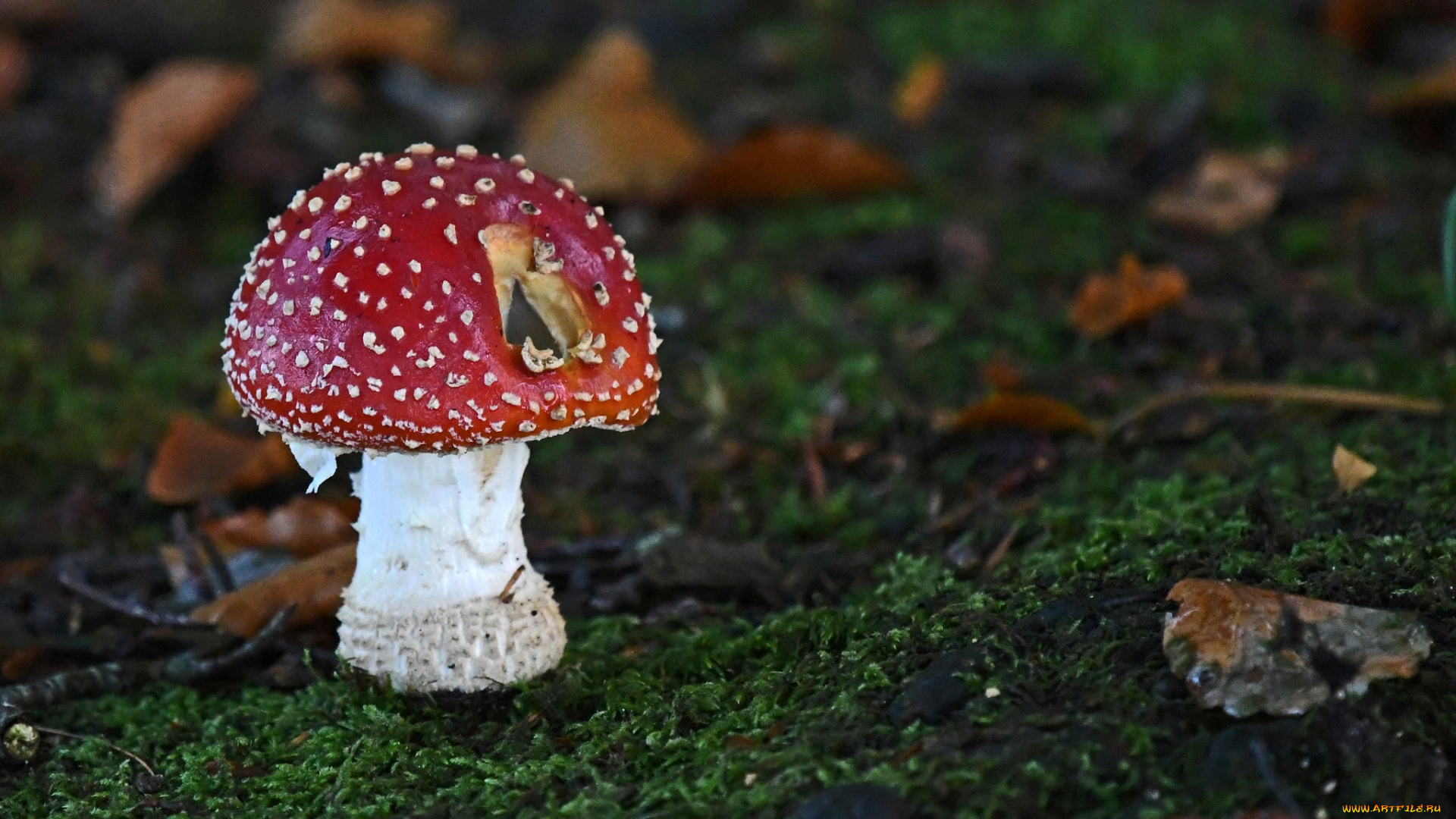 природа, грибы, , мухомор, грибок