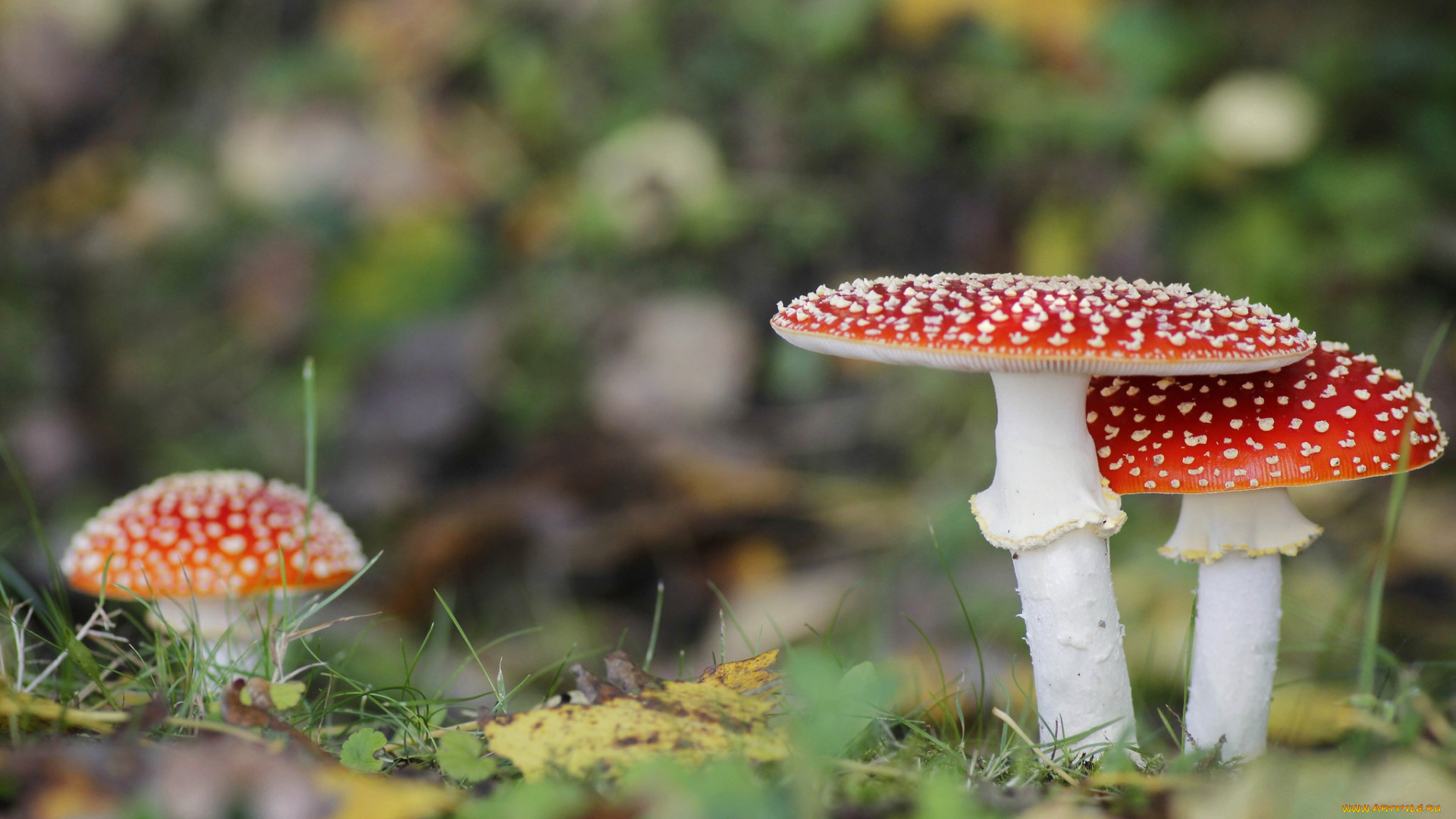 природа, грибы, , мухомор, грибок