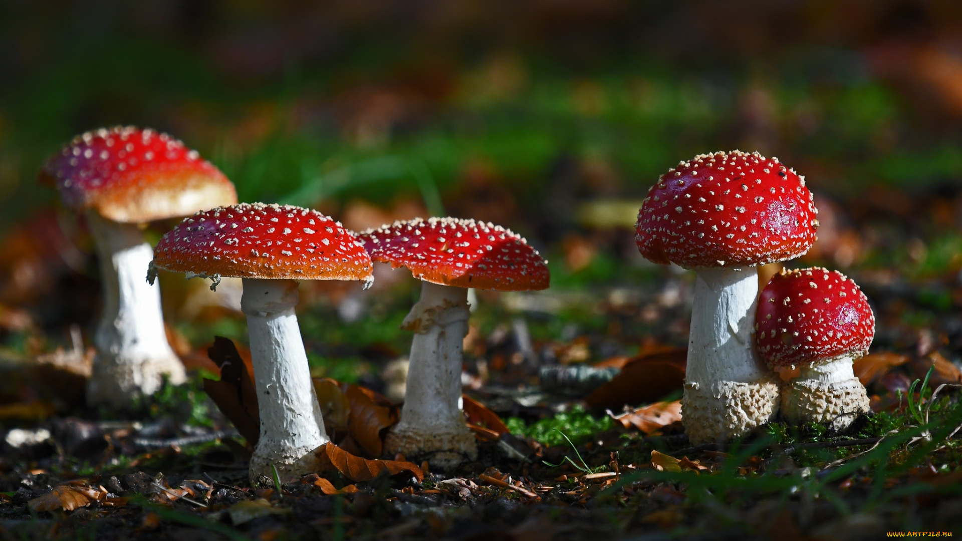 природа, грибы, , мухомор, грибок