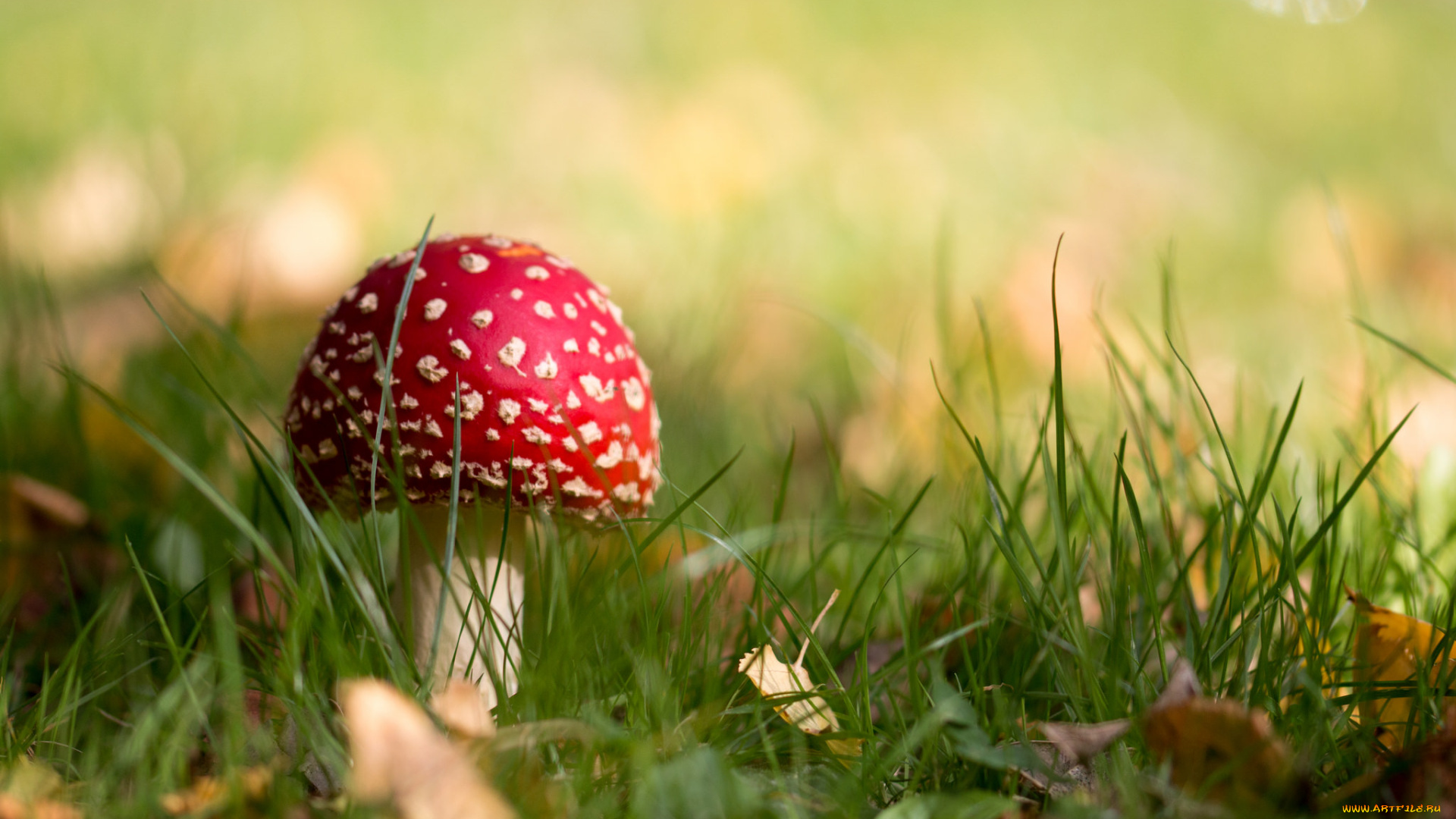 природа, грибы, , мухомор, грибок