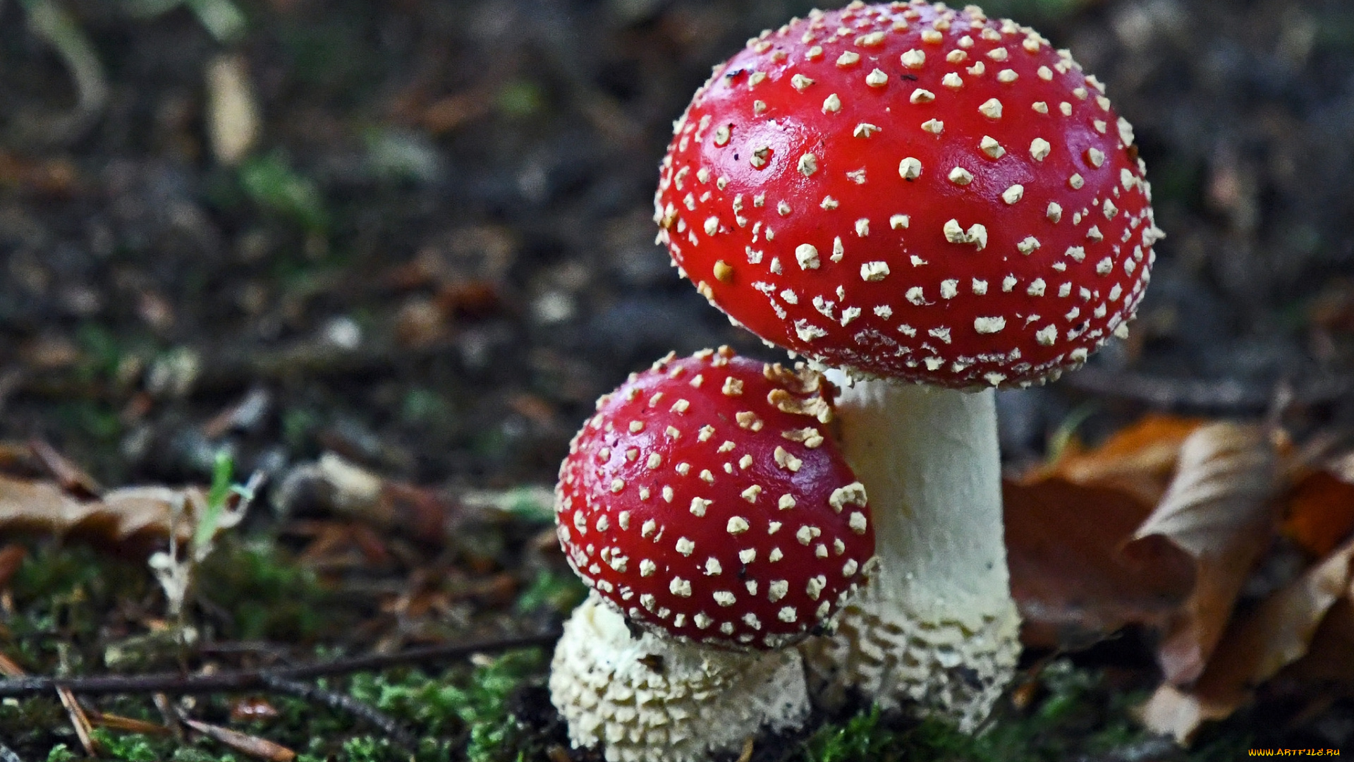 природа, грибы, , мухомор, грибок