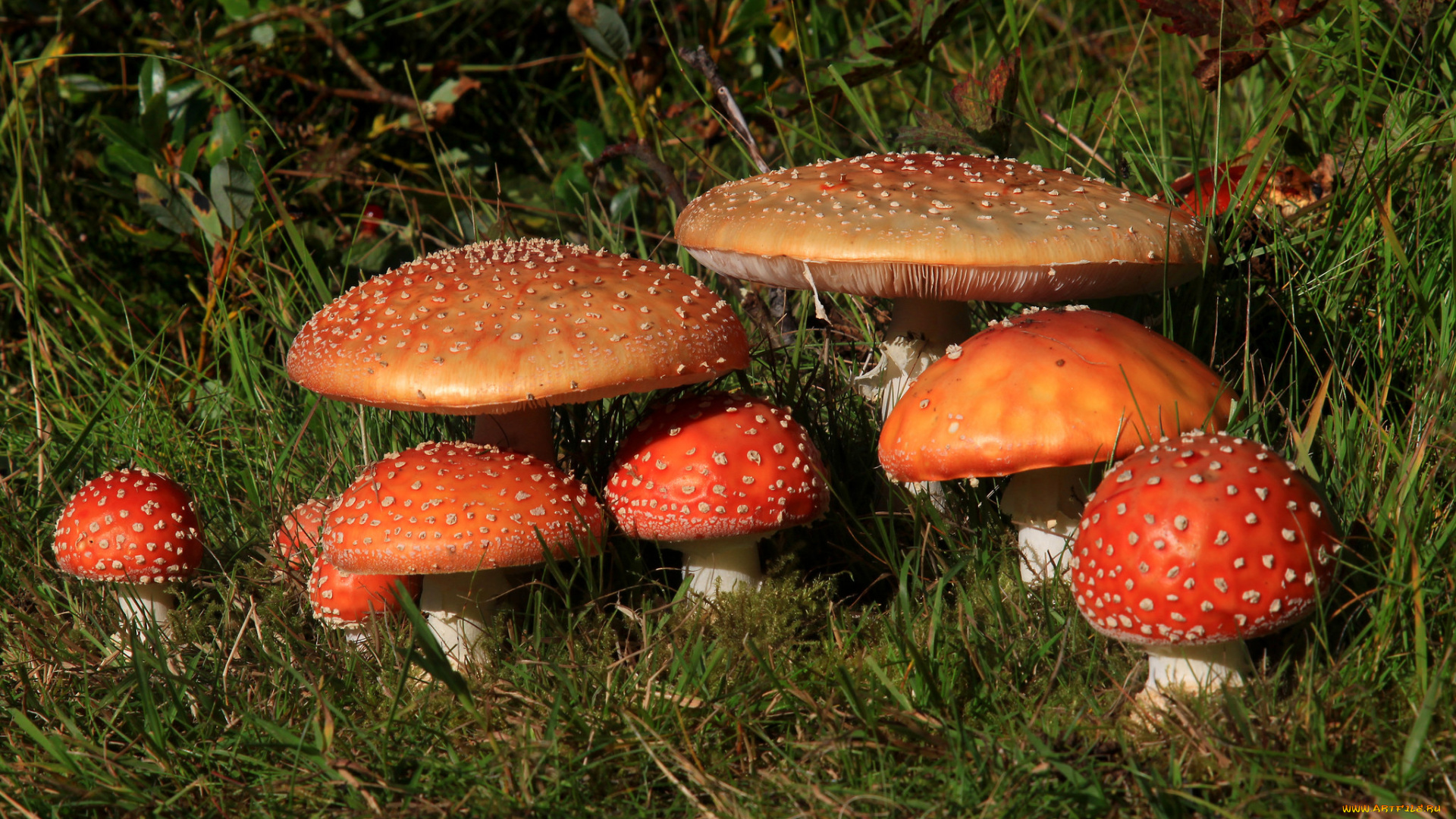 природа, грибы, , мухомор, грибок