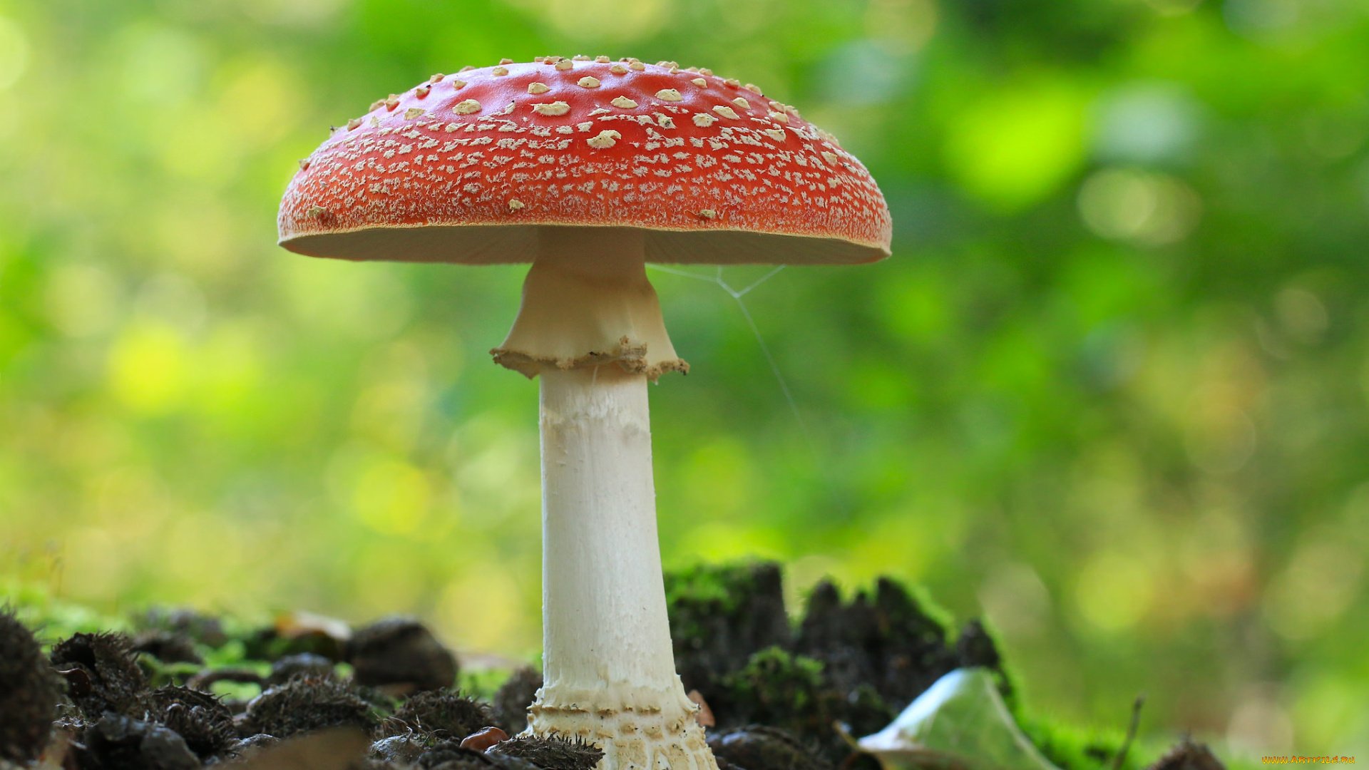 природа, грибы, , мухомор, грибок