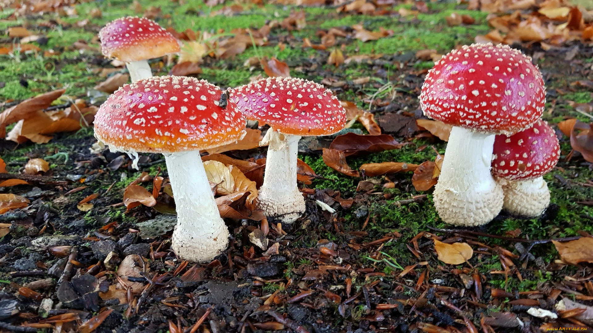 природа, грибы, , мухомор, грибок