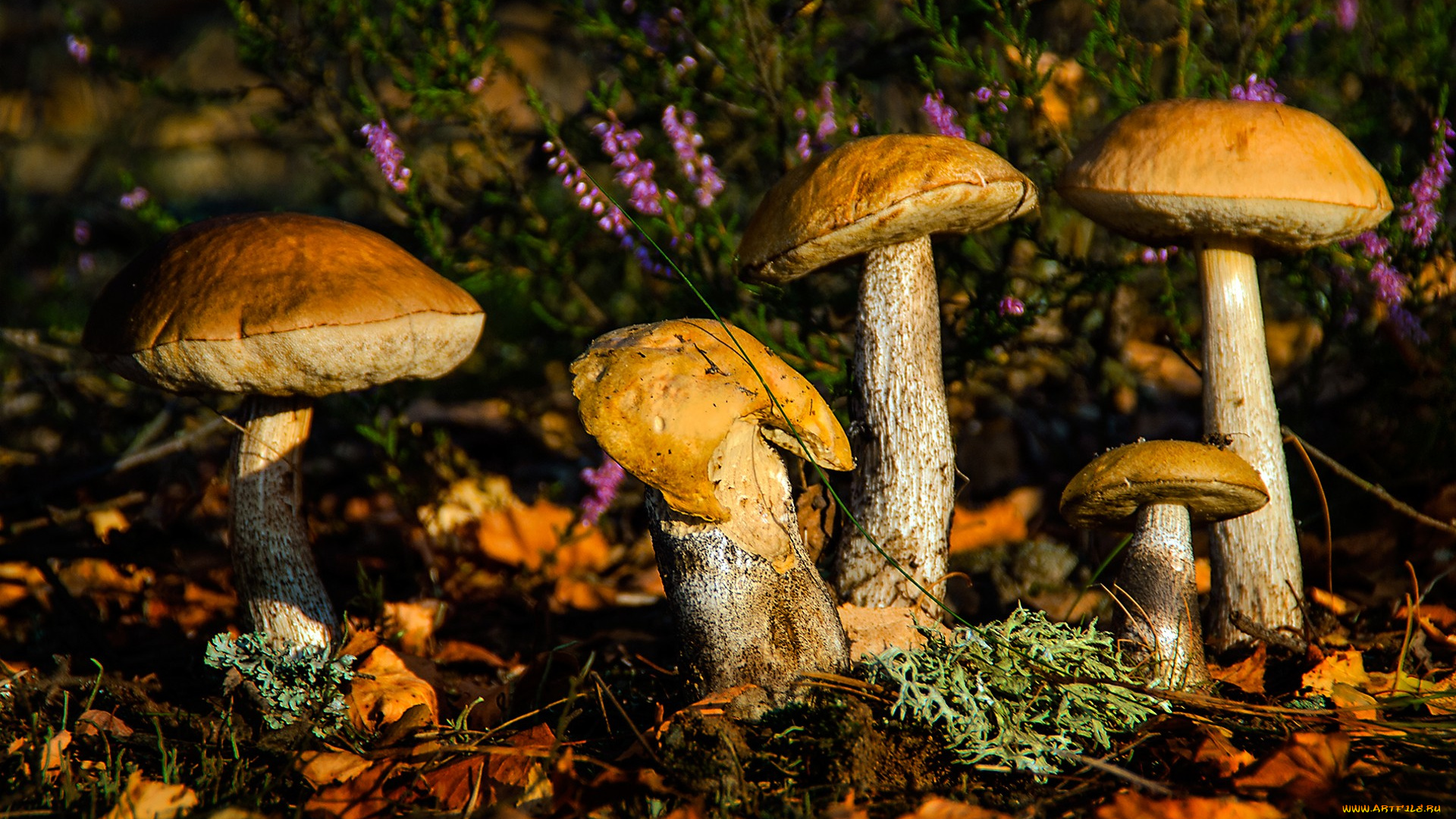 природа, грибы, грибочки