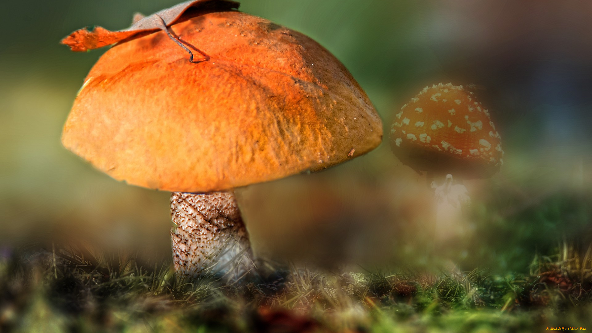 природа, грибы, грибок
