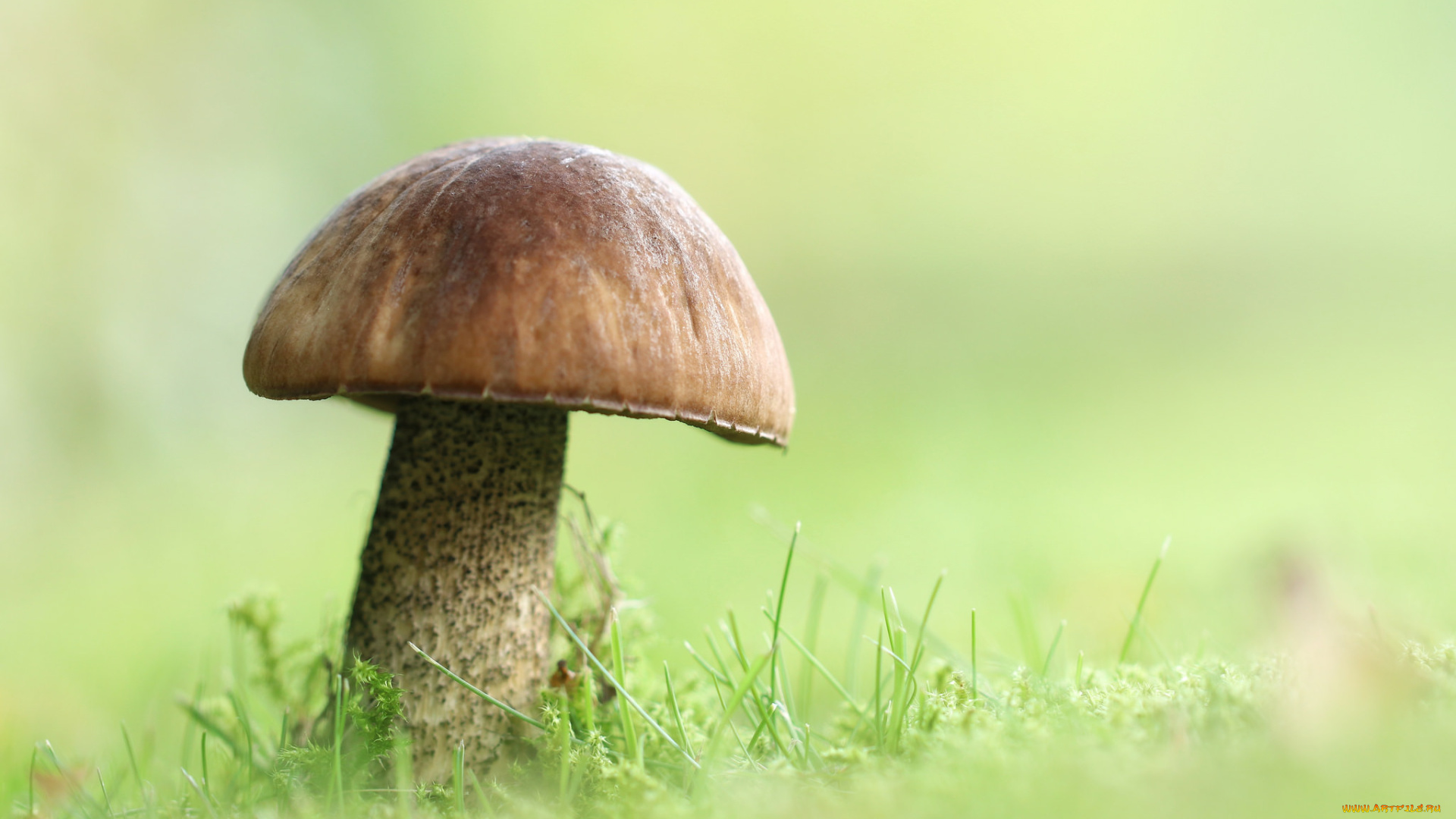 природа, грибы, грибок