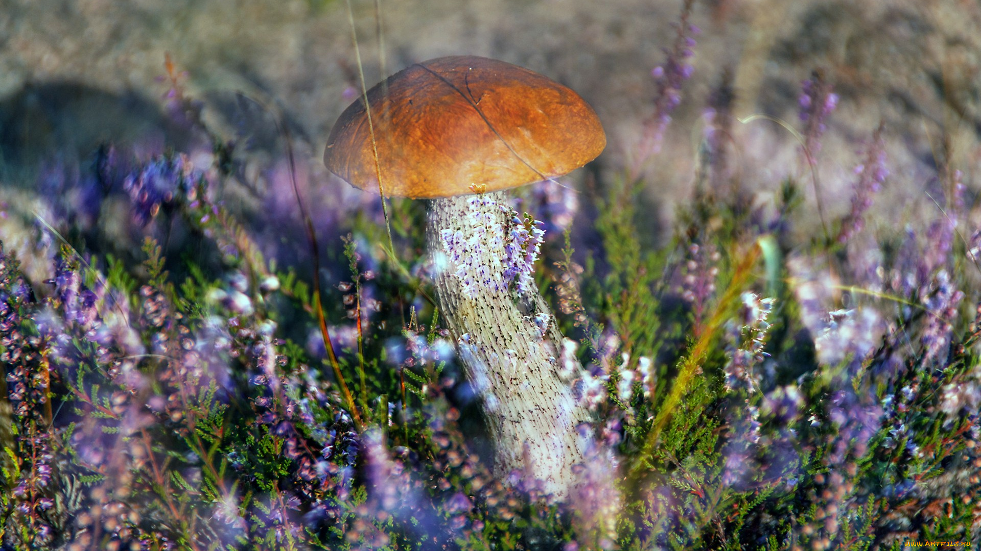 природа, грибы, грибок