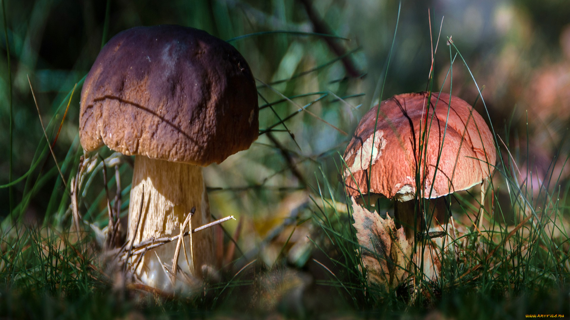 природа, грибы, грибок