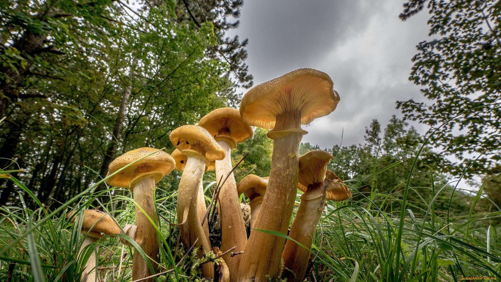 природа, грибы, опята