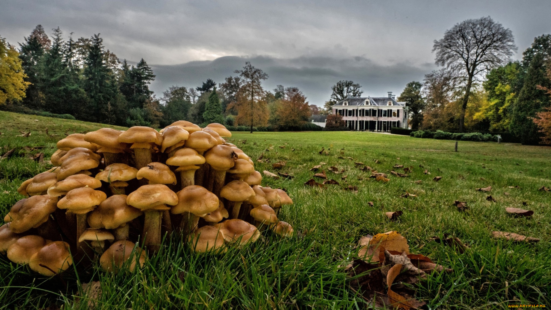 природа, грибы, опята