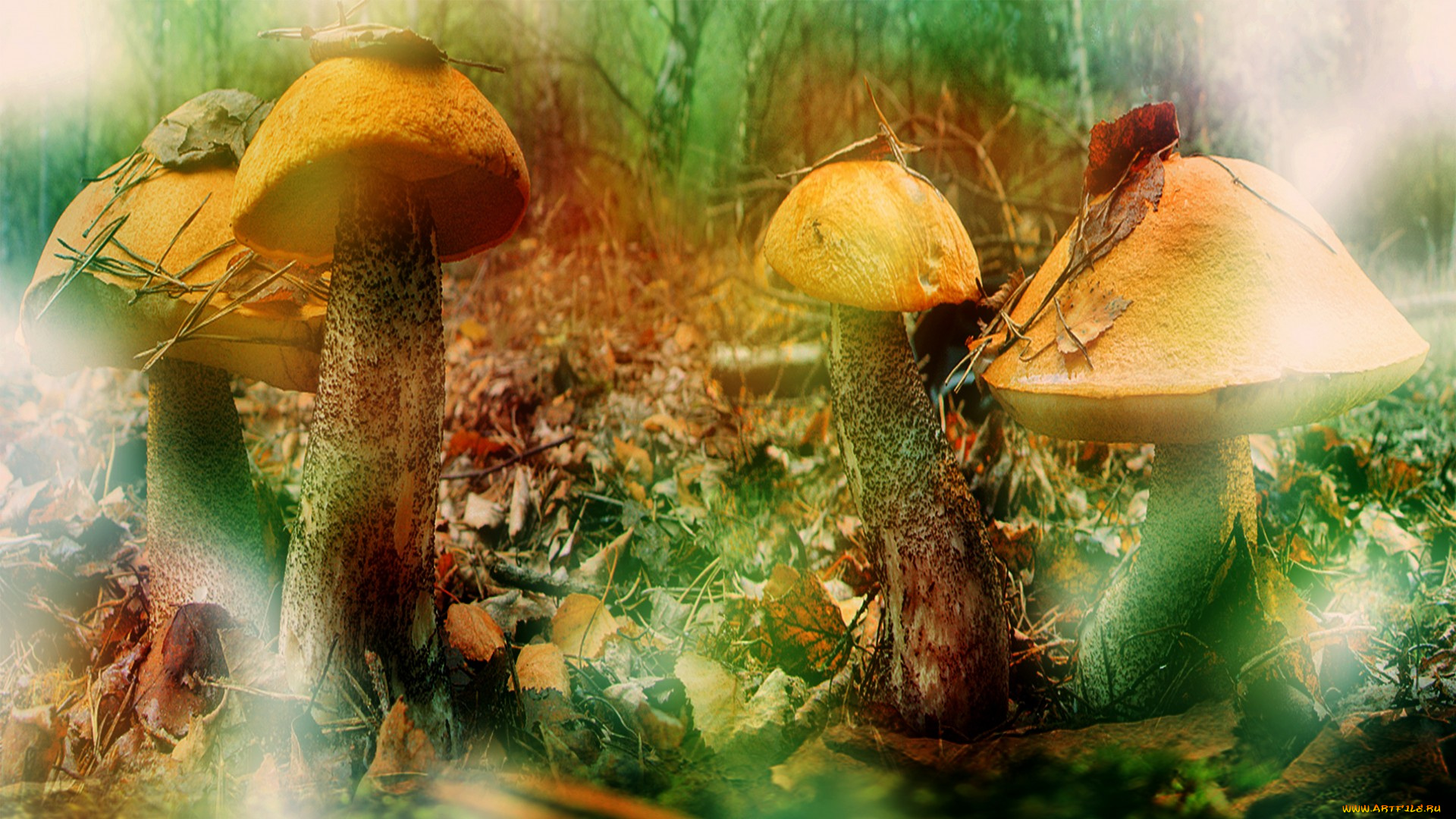 природа, грибы, подосиновики