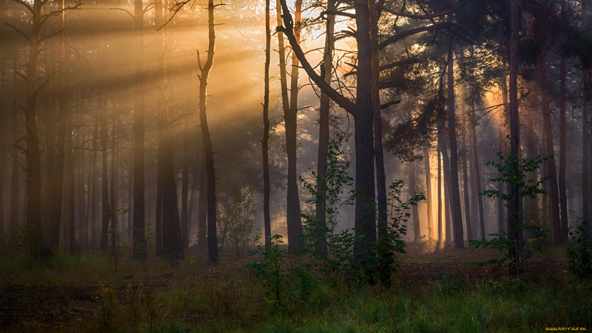 природа, лес, утро, лучи, солнечный, свет, сосны, михаил, msh