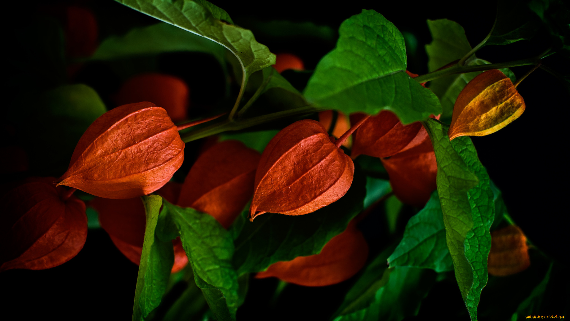 природа, листья, ветка