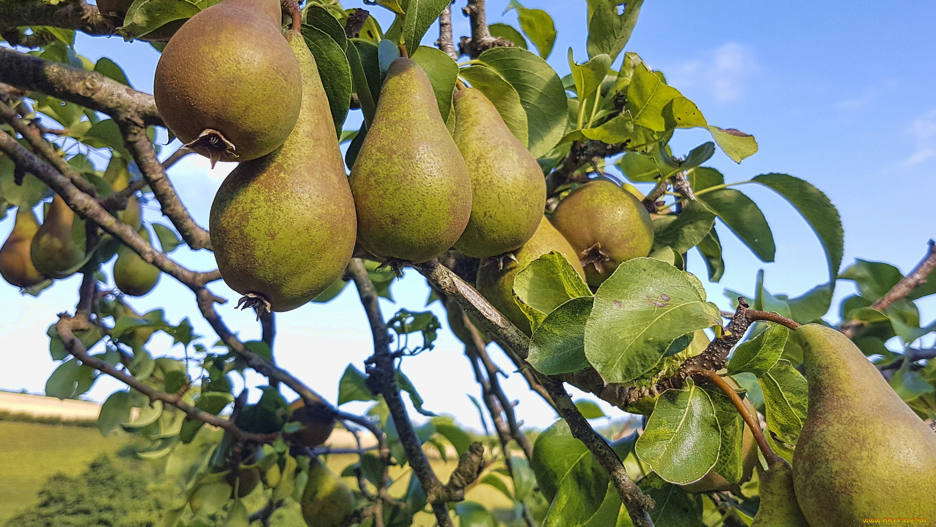 природа, плоды, груши