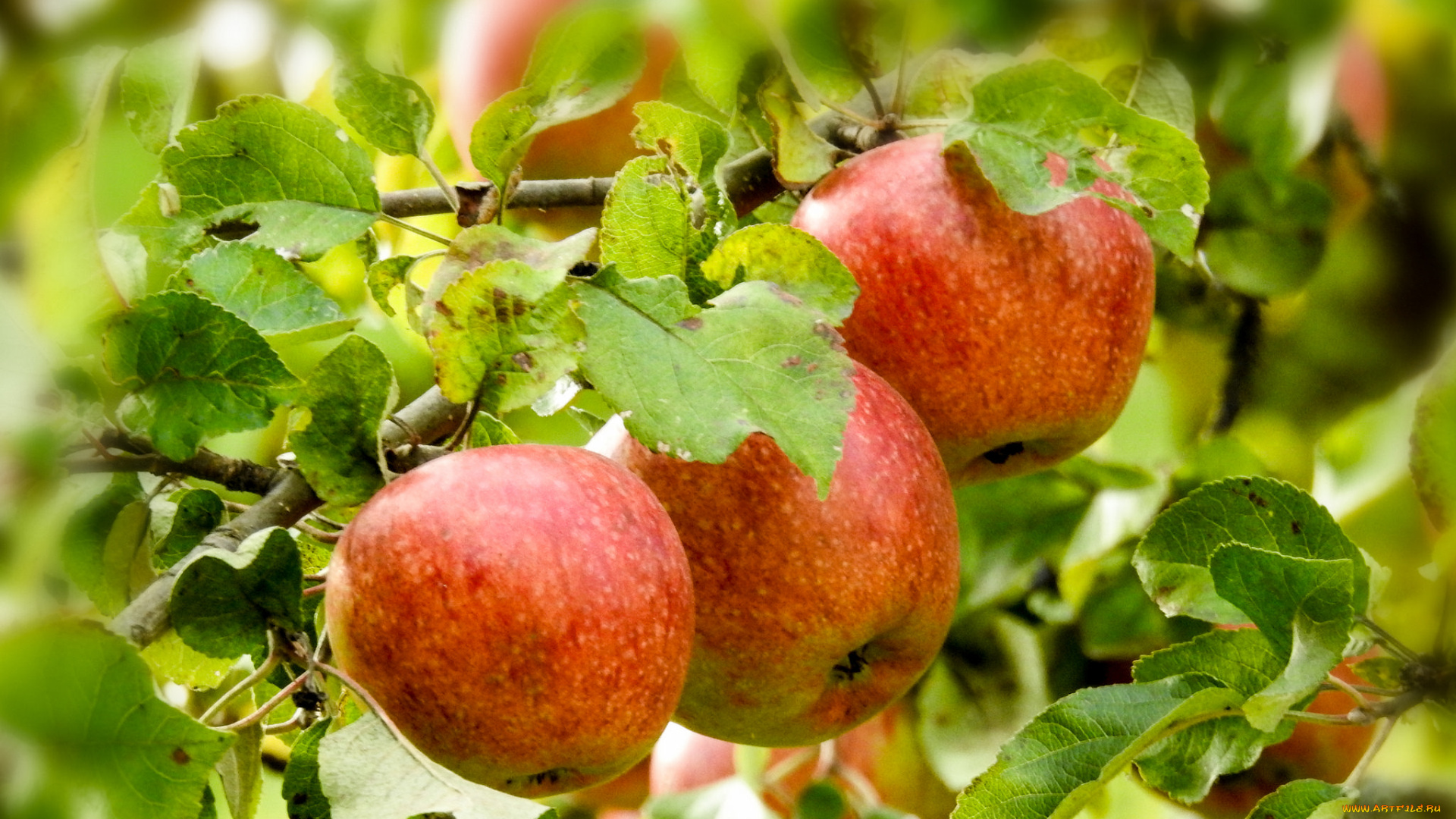 природа, плоды, яблоки