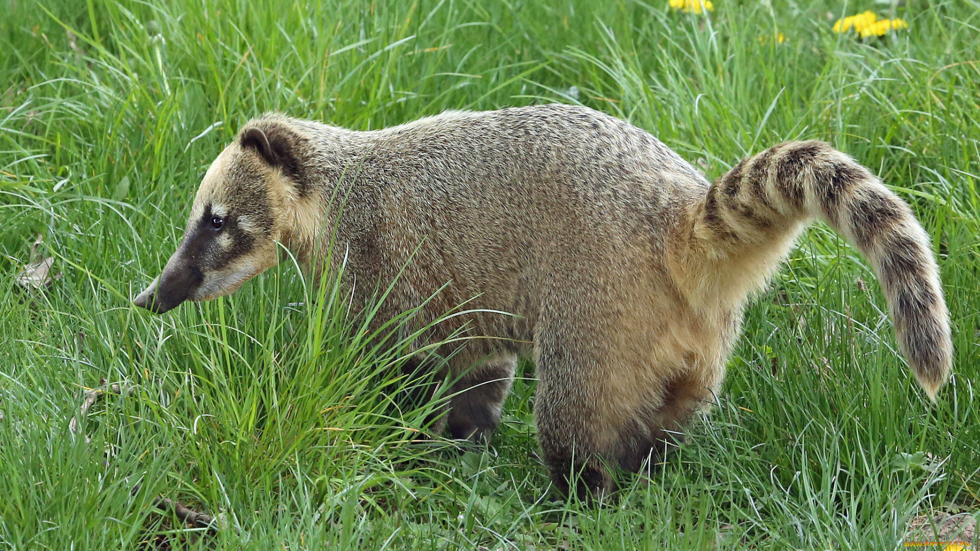 животные, -, другое, носуха