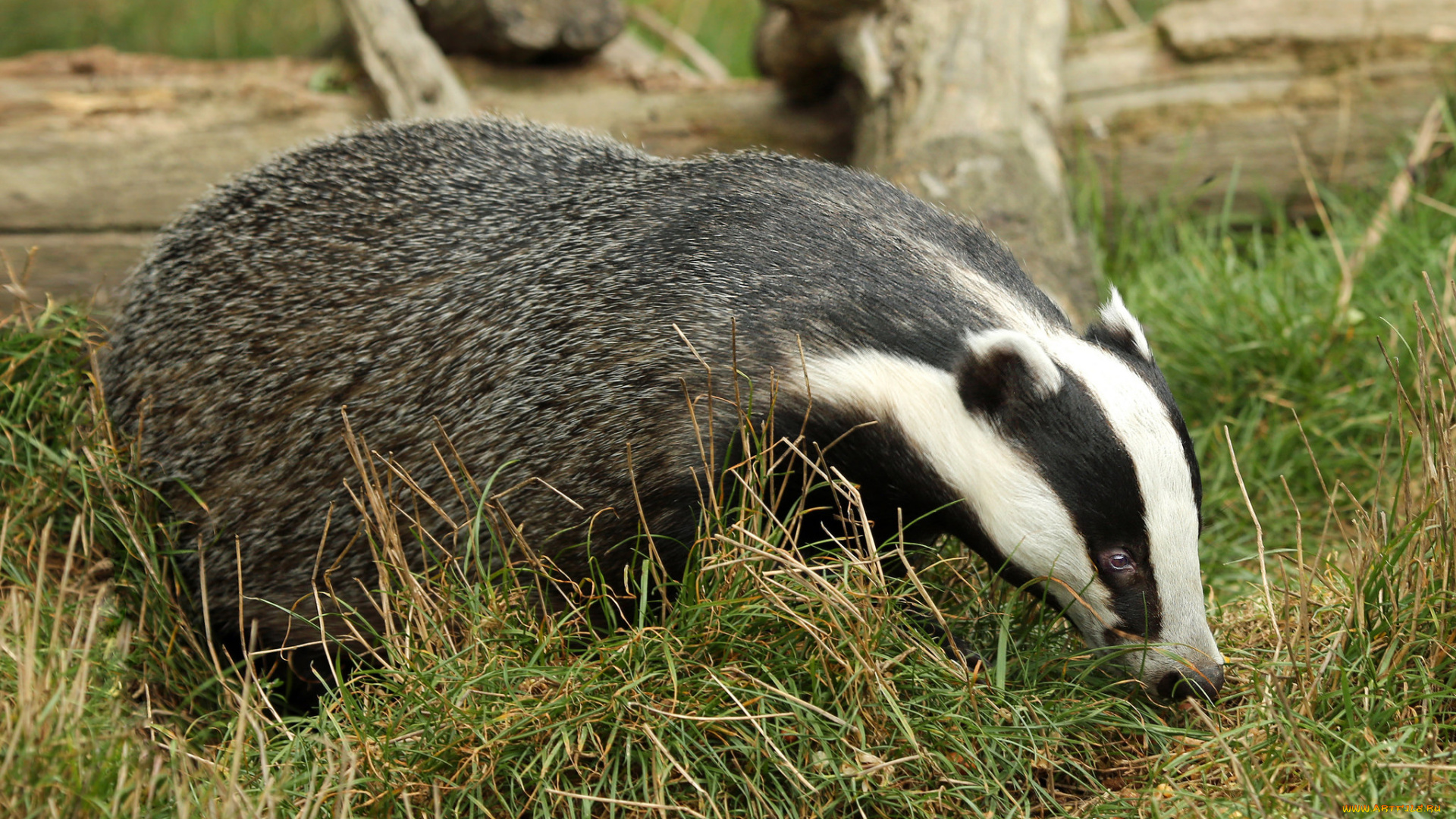 животные, барсуки, барсук