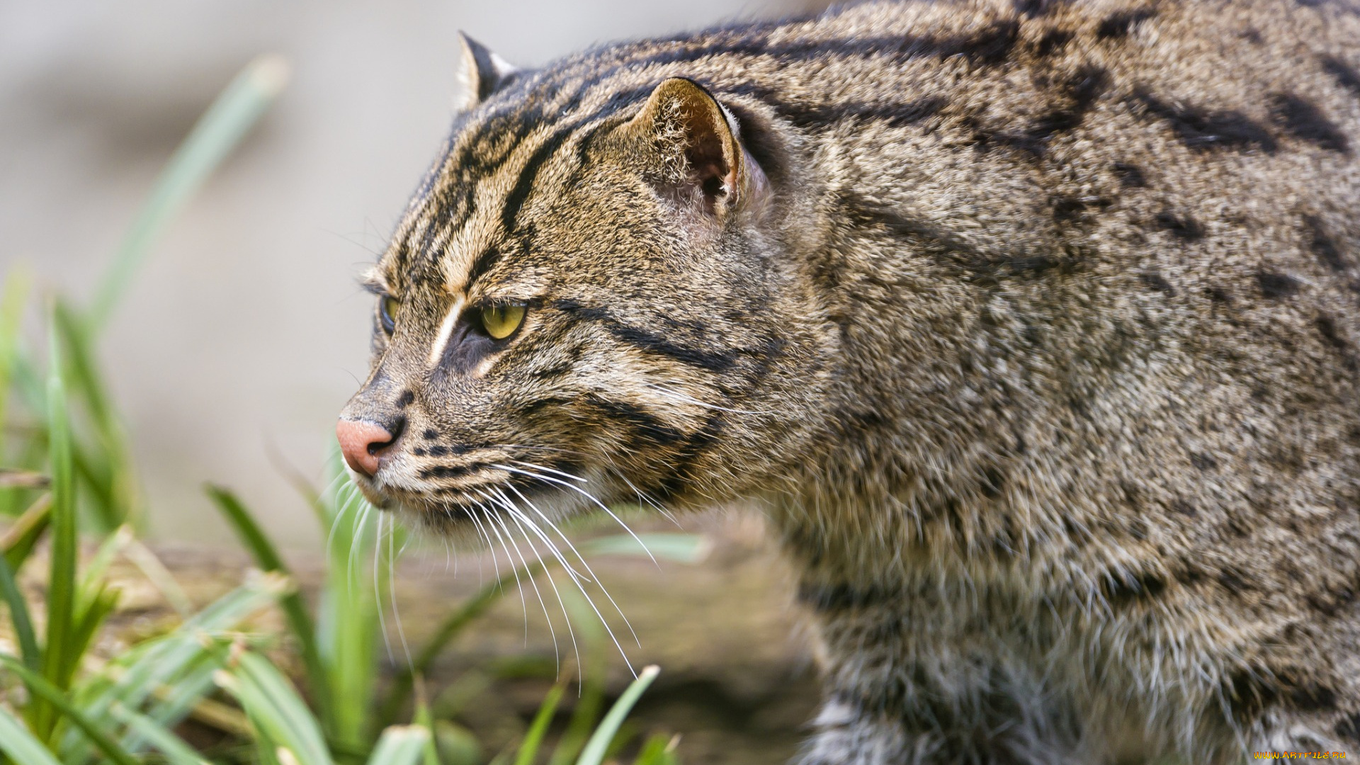 животные, дикие, кошки, профиль