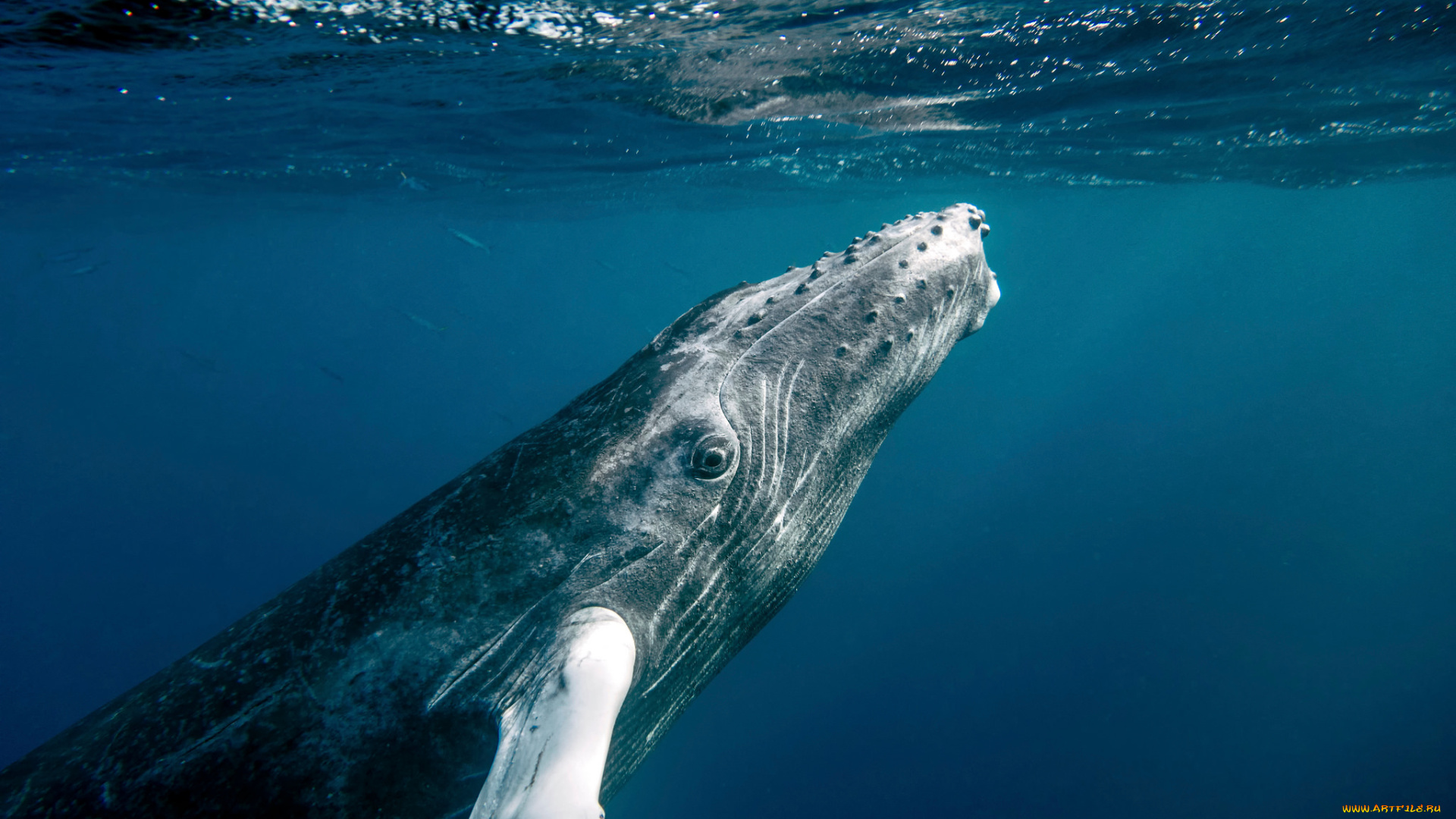 животные, киты, , кашалоты, горбач