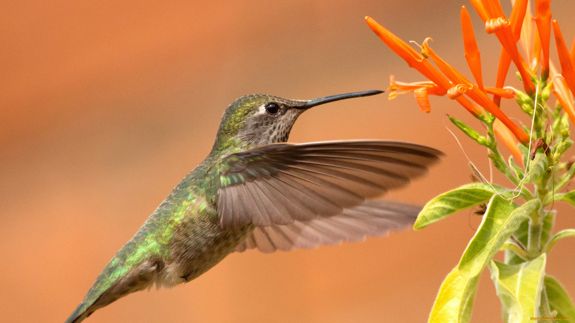 животные, колибри, птичка