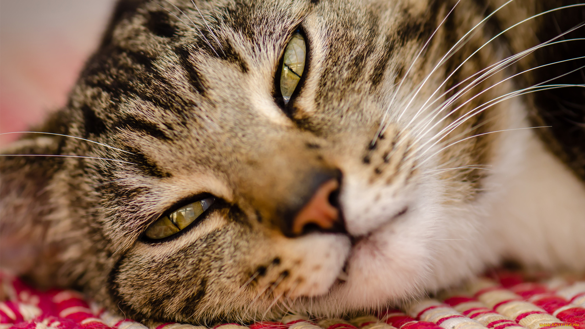 животные, коты, морда